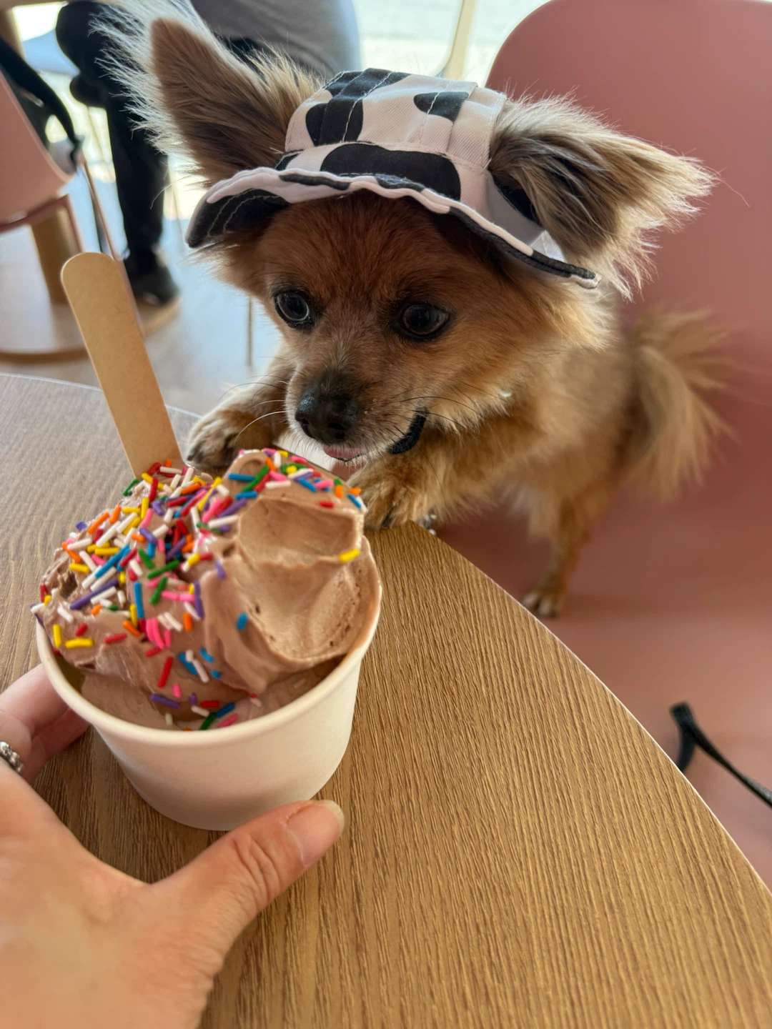 Pet bucket Hat