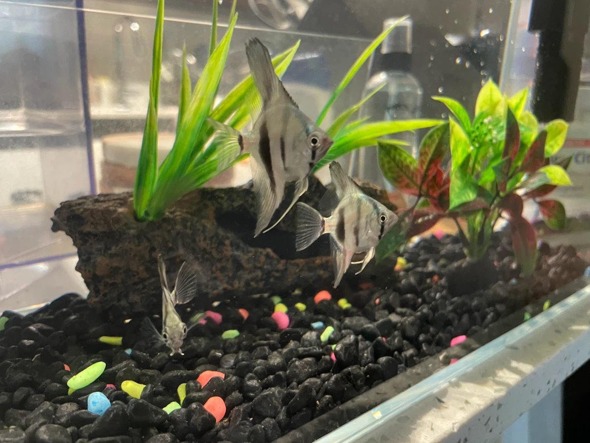 2.5 gallon aquarium fish tank + 3 zebra angelfish