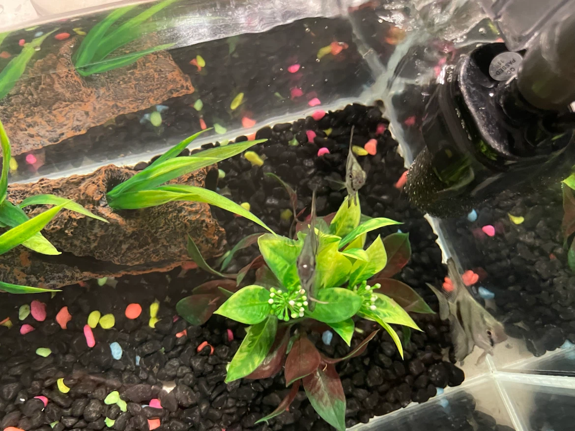 2.5 gallon aquarium fish tank + 3 zebra angelfish - photo 2