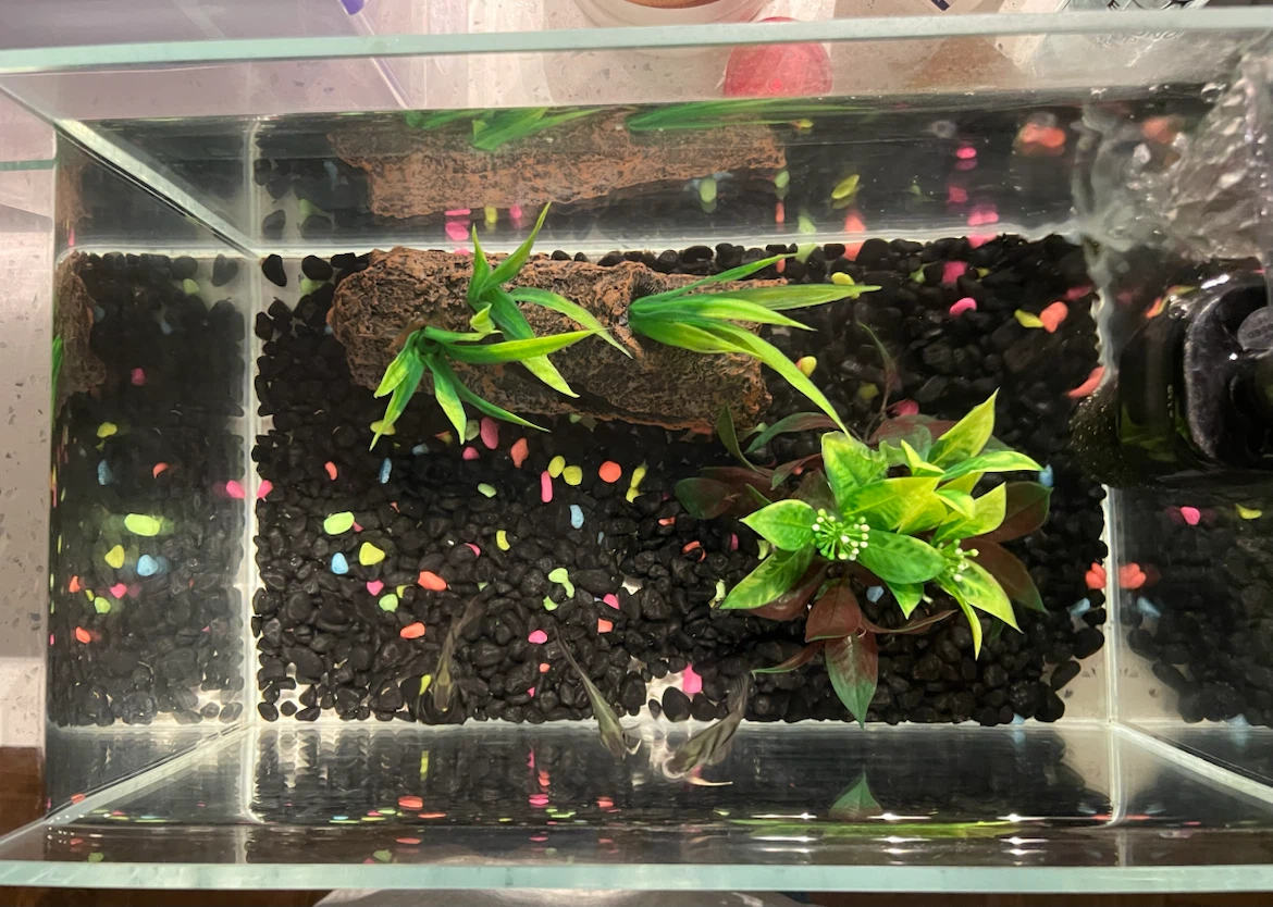 2.5 gallon aquarium fish tank + 3 zebra angelfish - photo 3