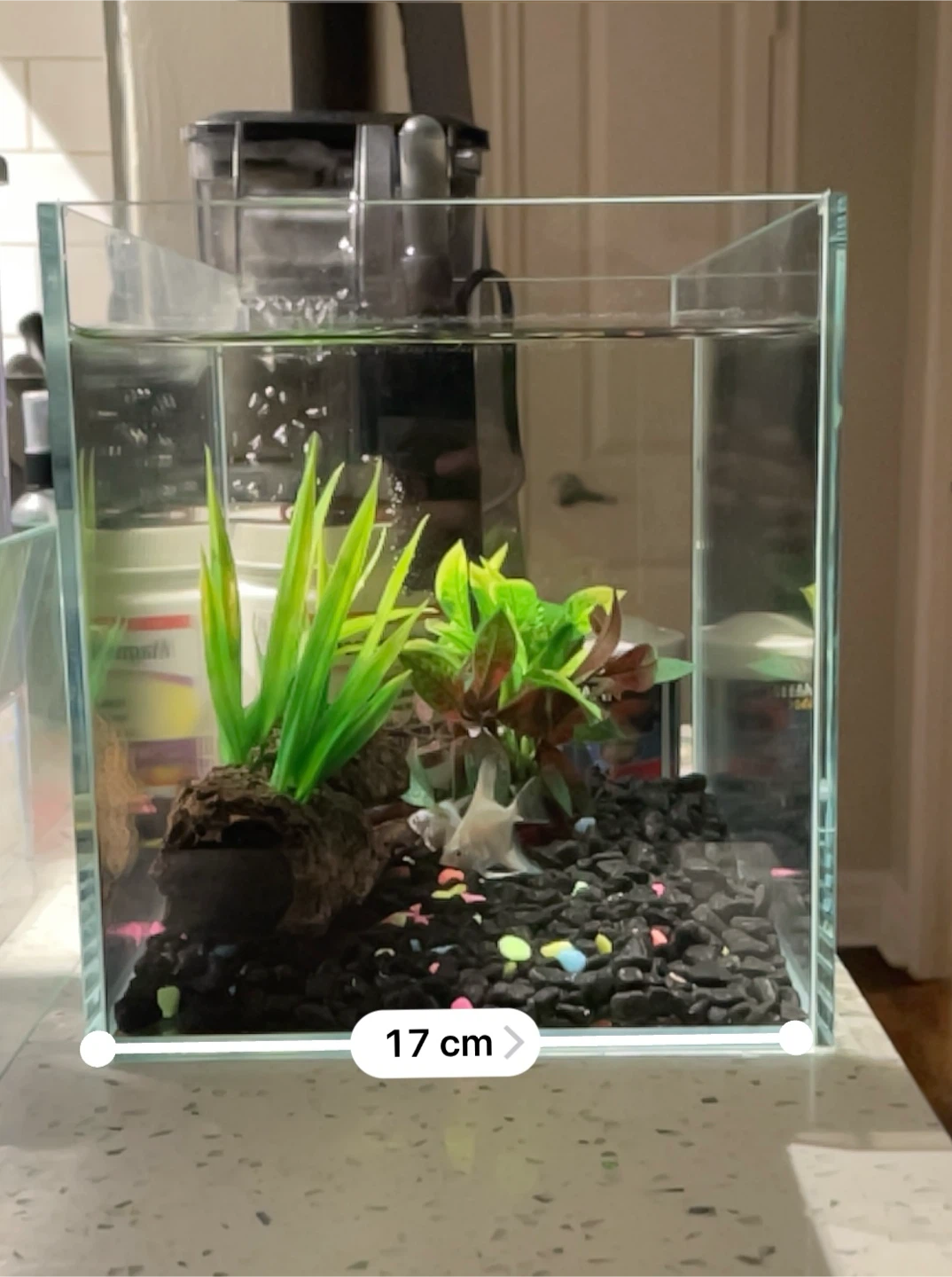 2.5 gallon aquarium fish tank + 3 zebra angelfish - photo 4