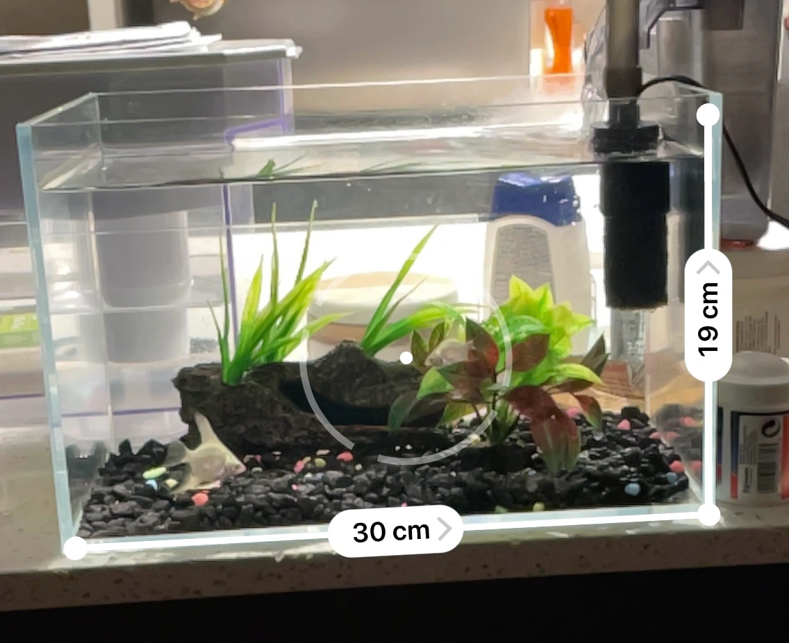 2.5 gallon aquarium fish tank + 3 zebra angelfish - photo 5