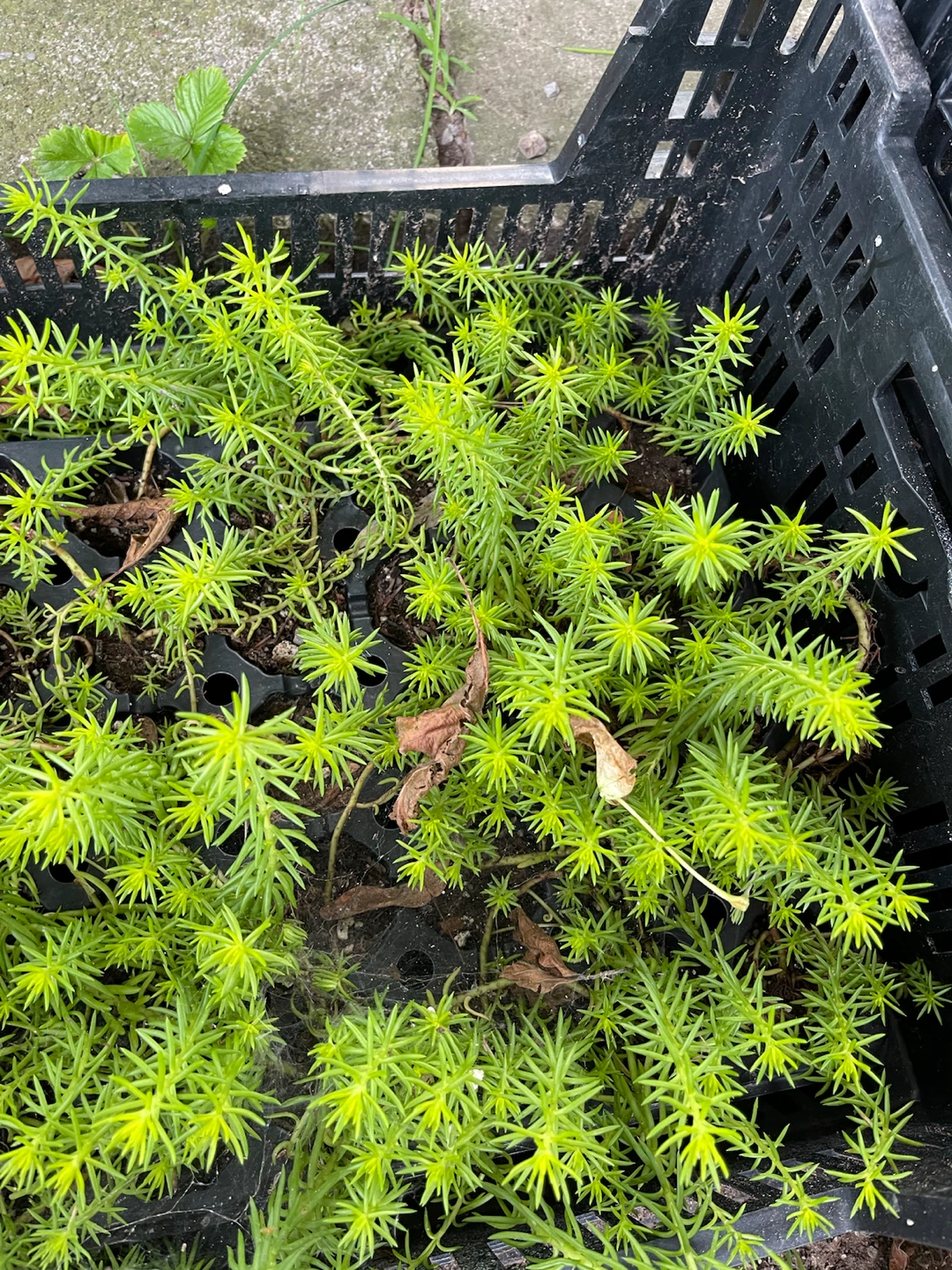 Sedum plants for sale