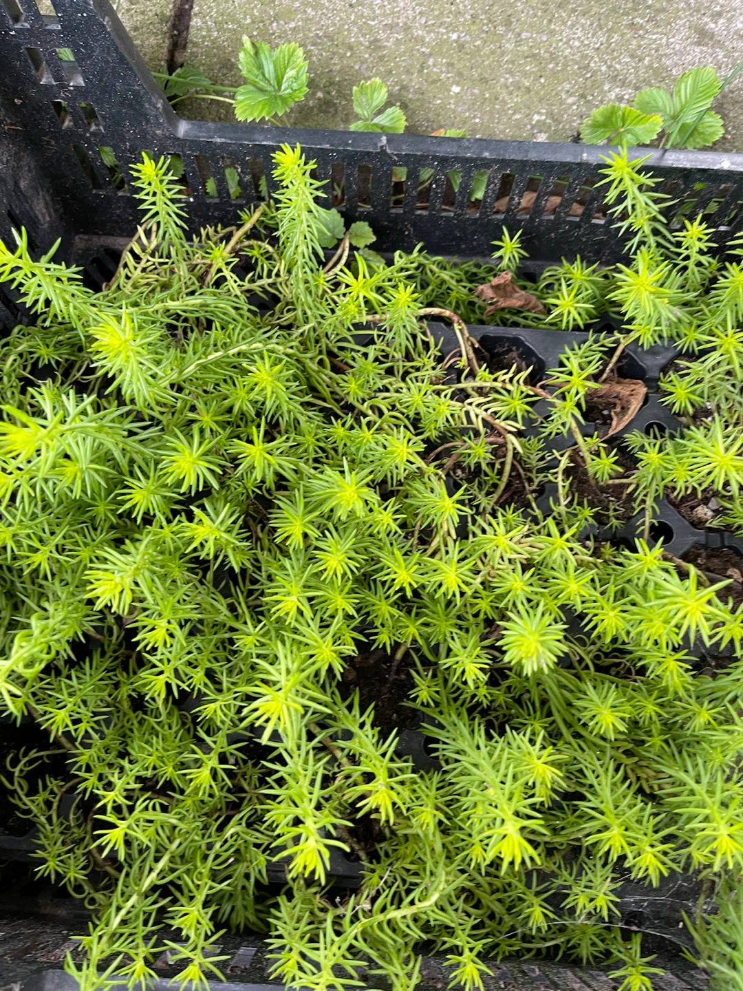 Sedum plants for sale - photo 2