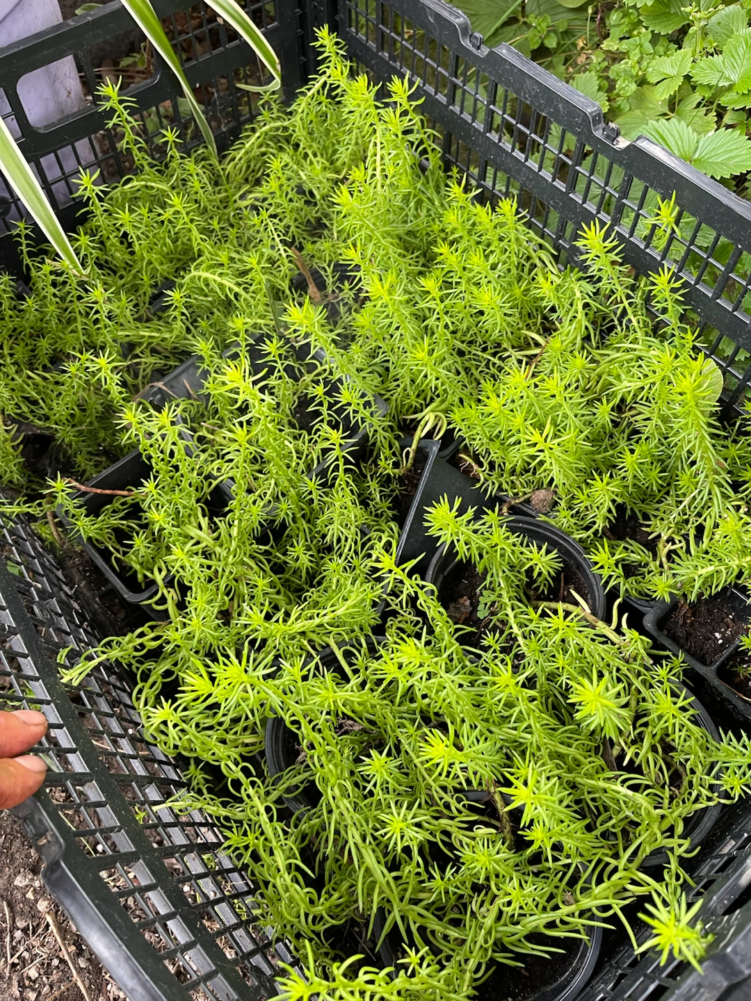 Sedum plants for sale - photo 3