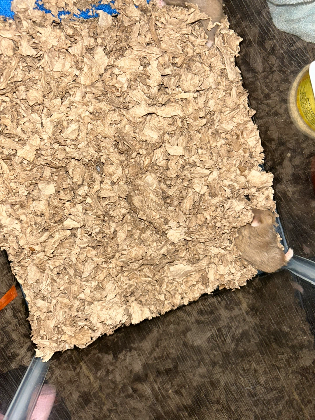 Hamster Bedding