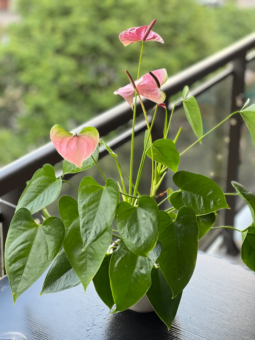 Anthurium ( Flamingo pink colour flower) indoor plant