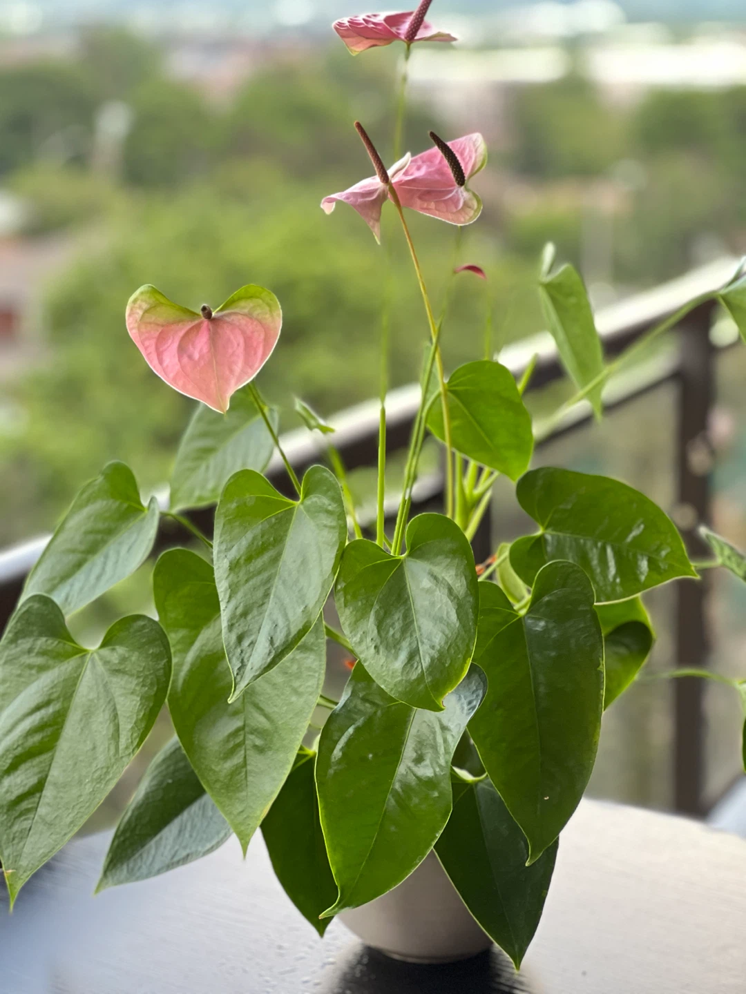 Anthurium ( Flamingo pink colour flower) indoor plant - photo 2