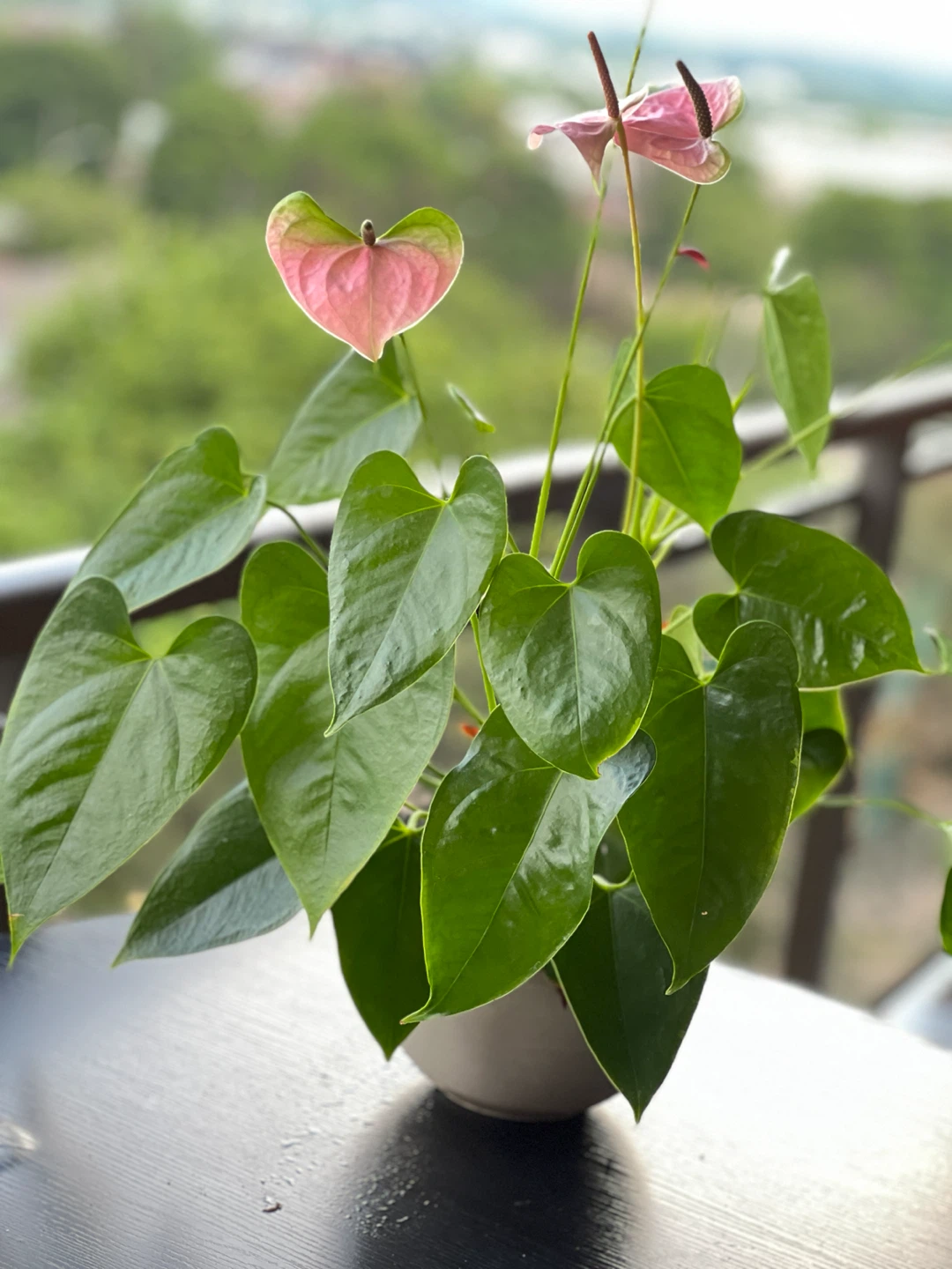 Anthurium ( Flamingo pink colour flower) indoor plant - photo 3