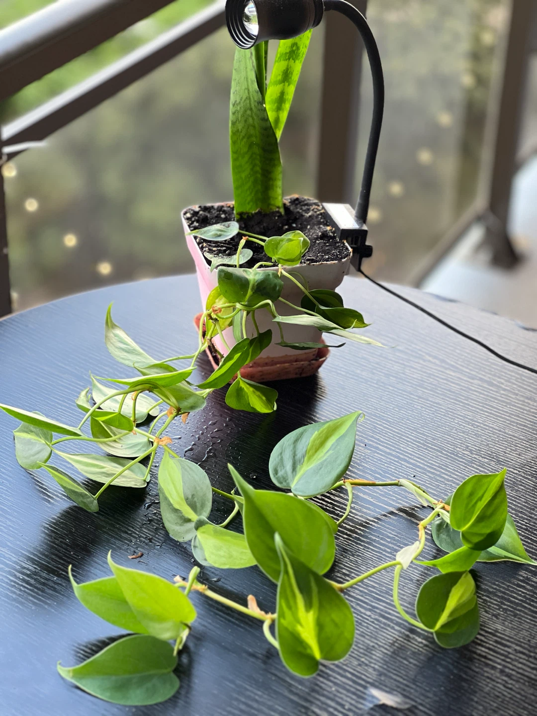 Heart leaf money plant / Thorn & petal florist