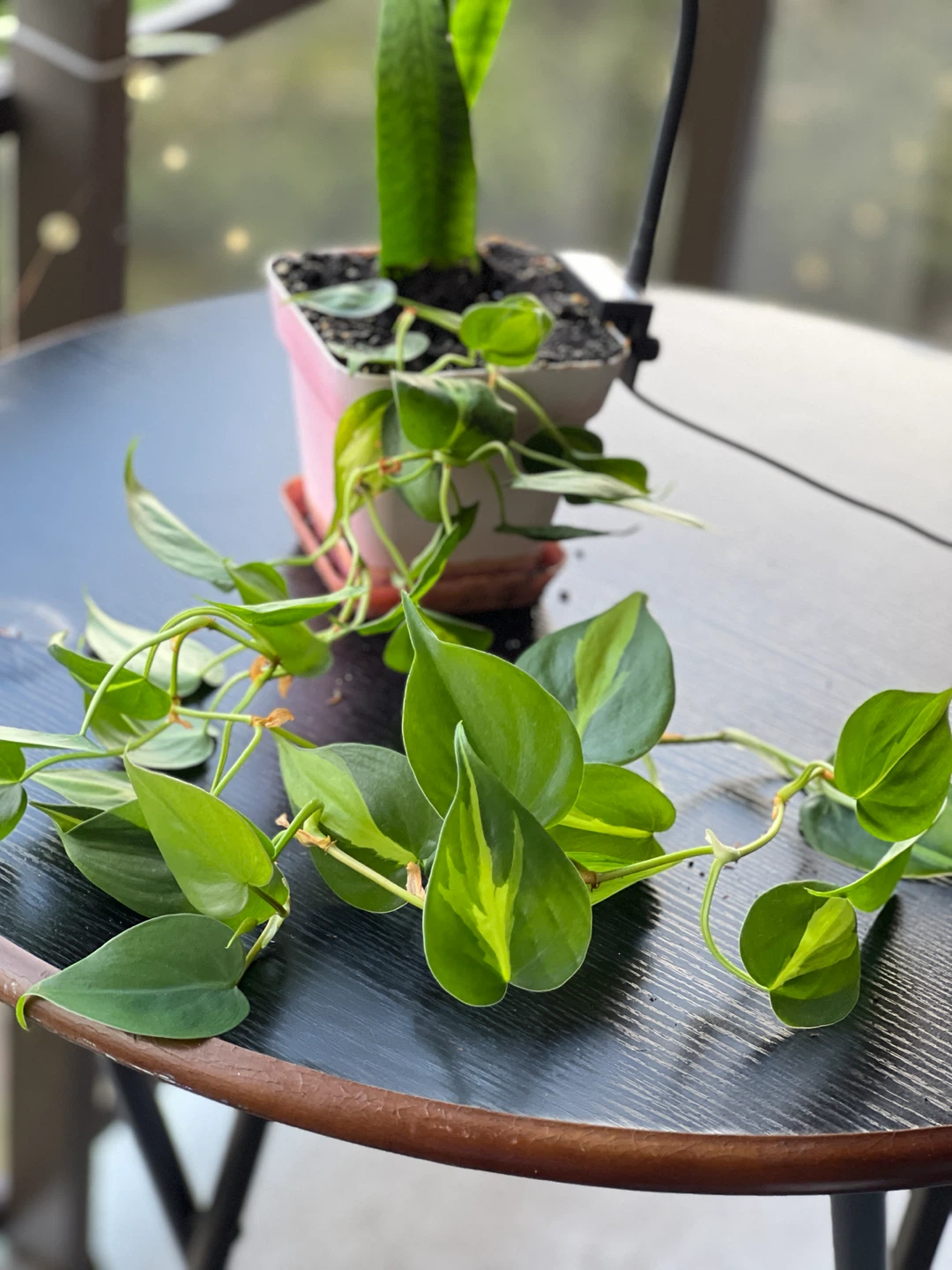 Heart leaf money plant / Thorn & petal florist - photo 2