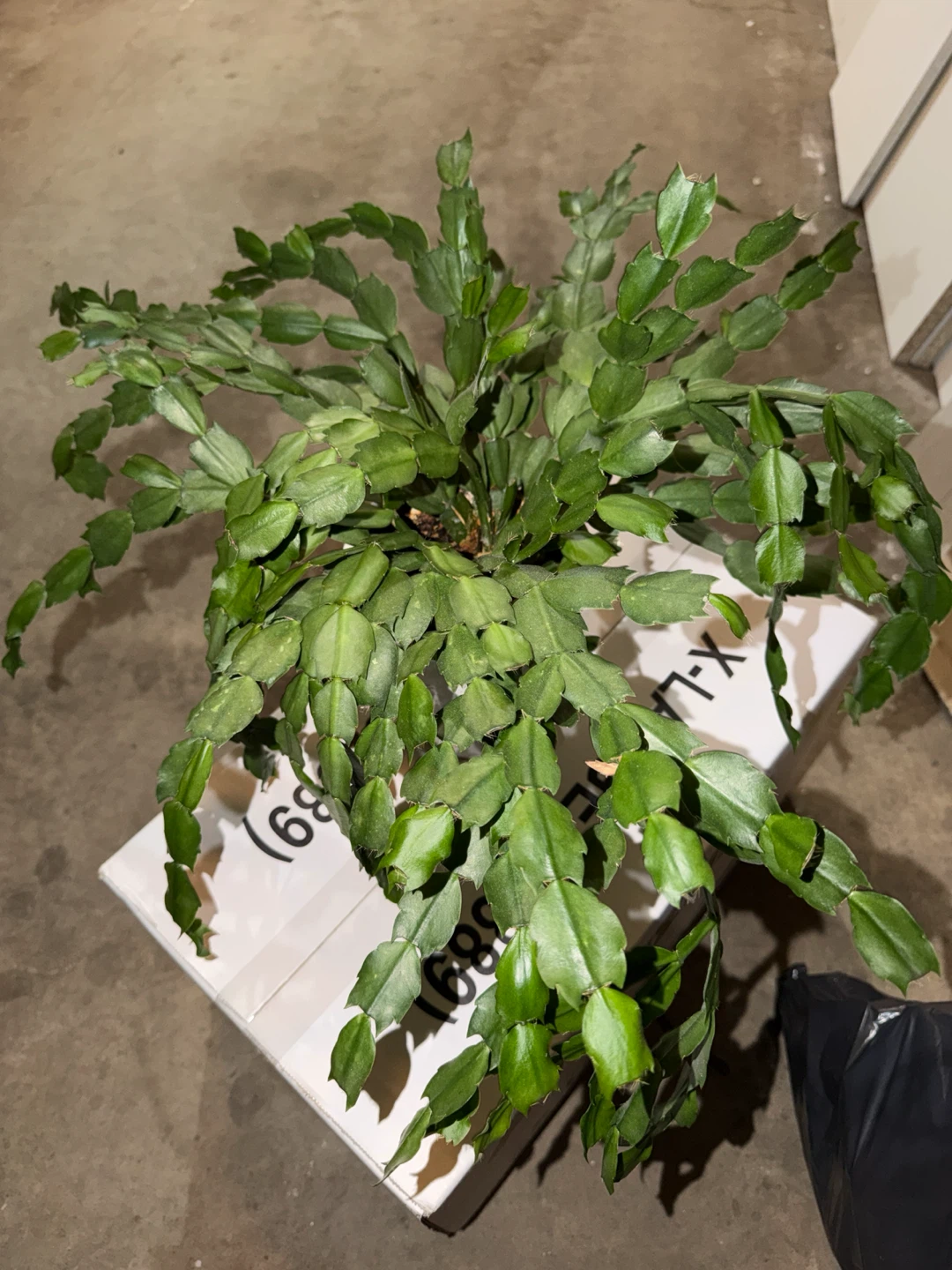 Christmas Cactus Plant