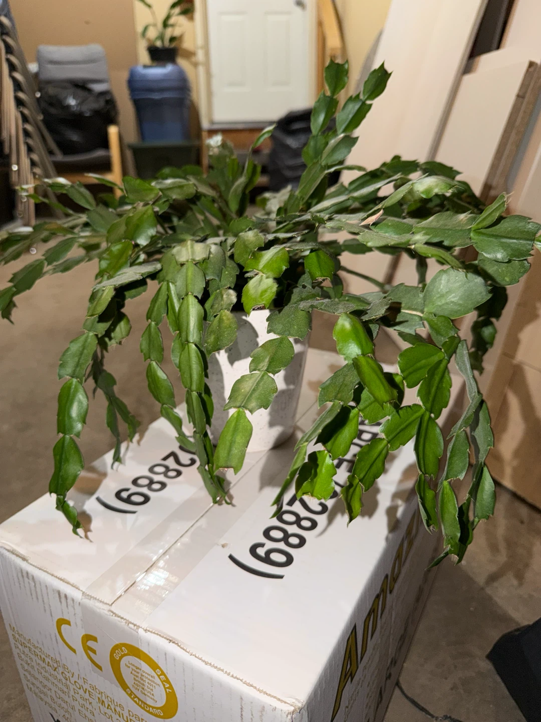 Christmas Cactus Plant - photo 2