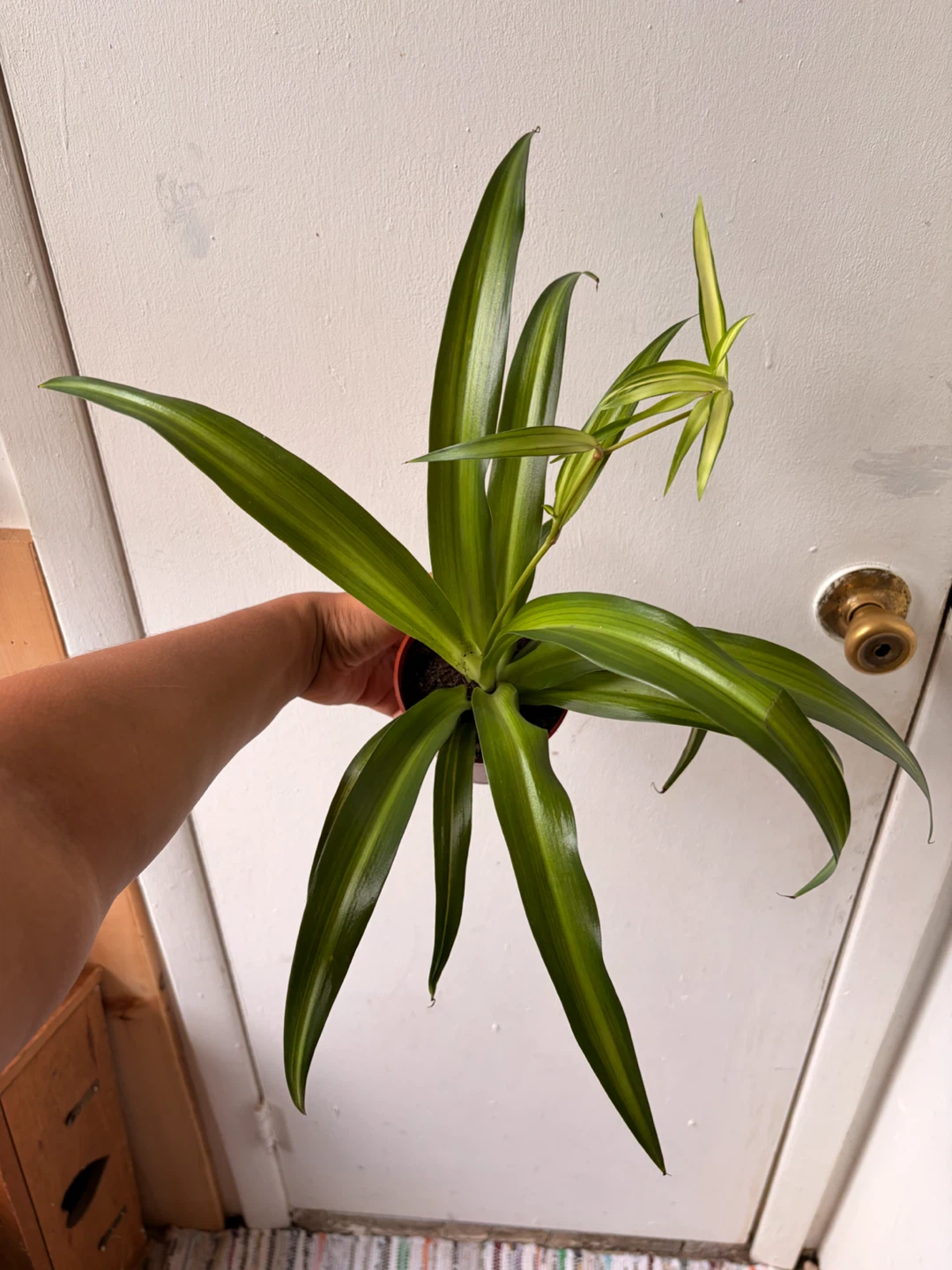 Spider plant