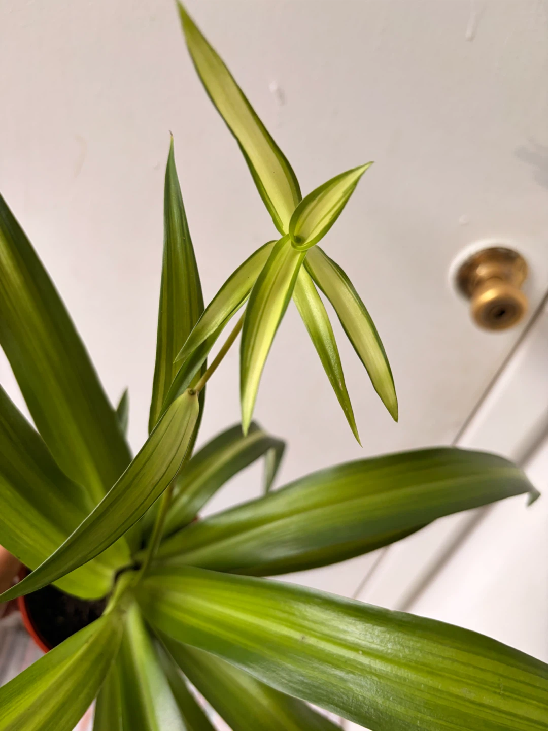 Spider plant - photo 2