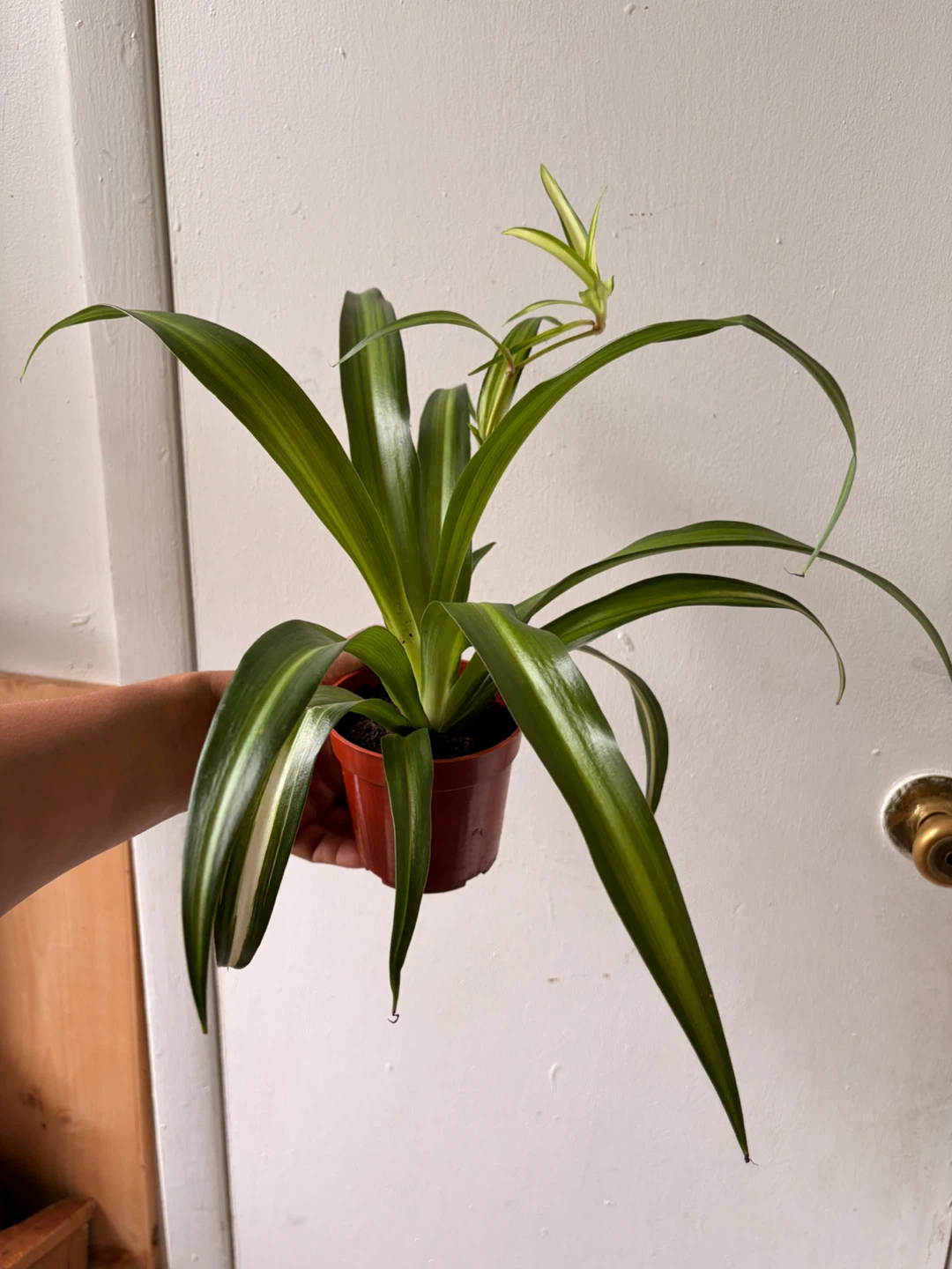 Spider plant - photo 3