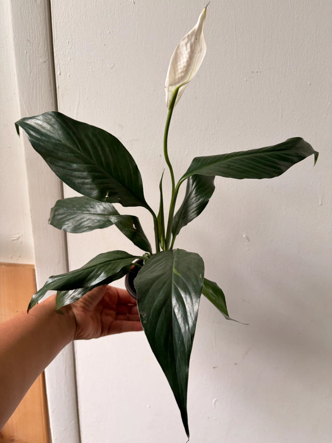 Peace Lily