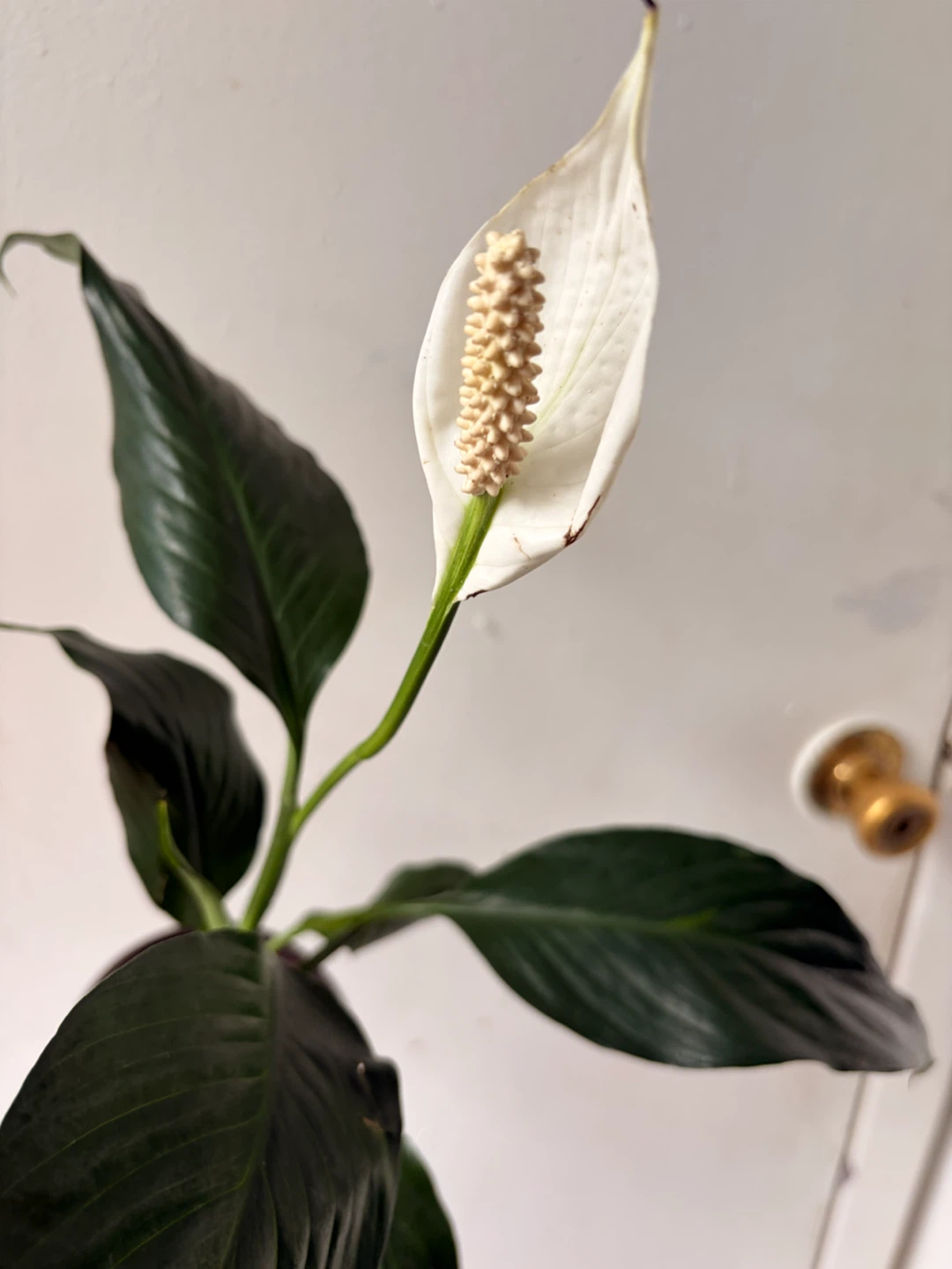 Peace Lily - photo 2