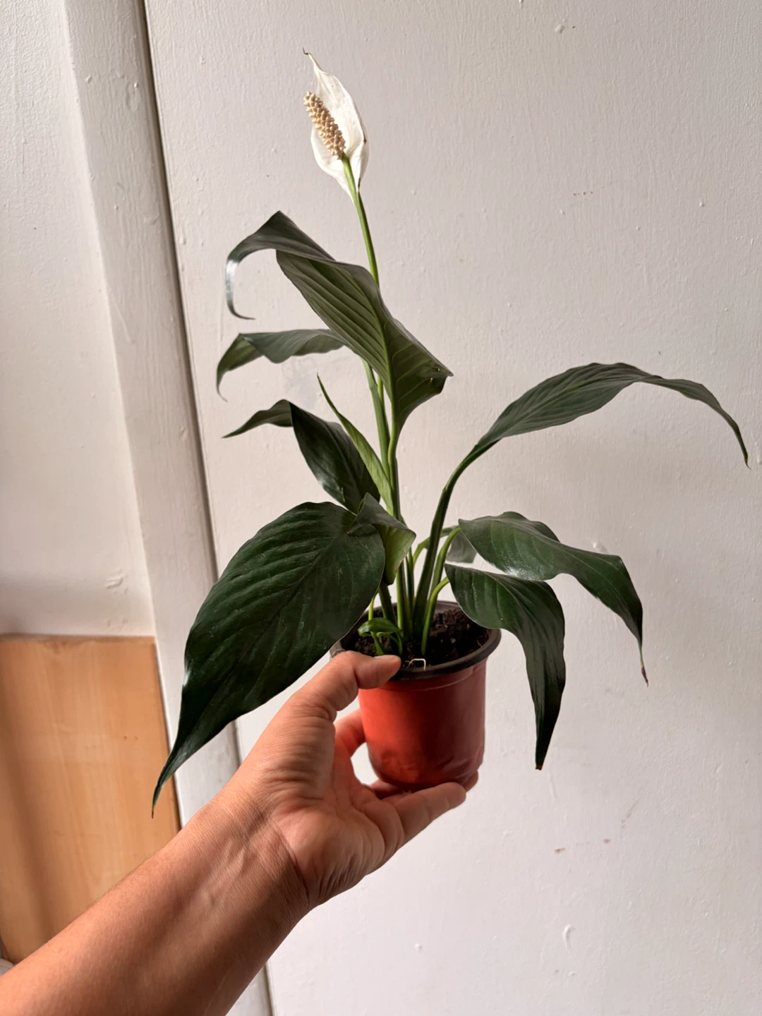 Peace Lily - photo 3