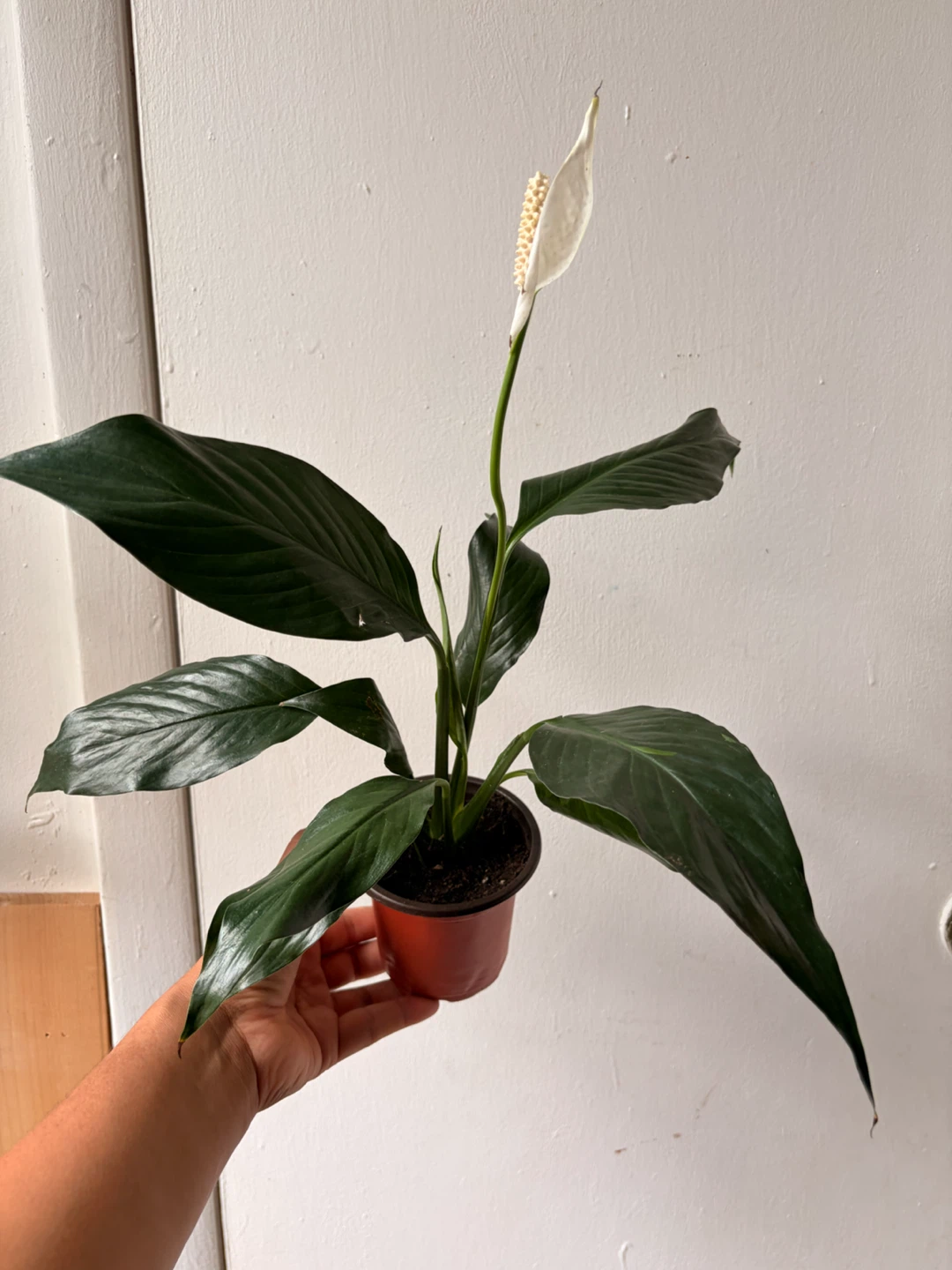 Peace Lily - photo 4