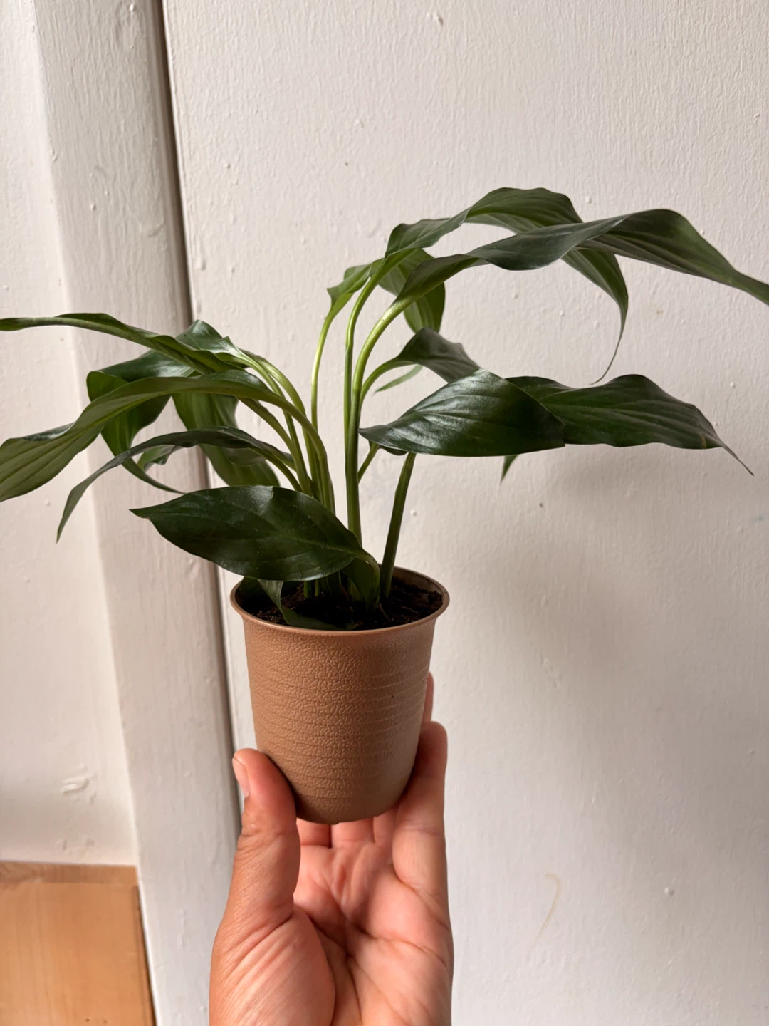 Peace Lily