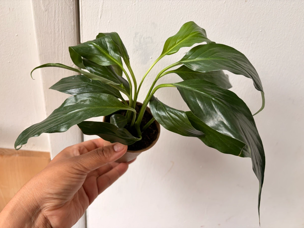Peace Lily - photo 2