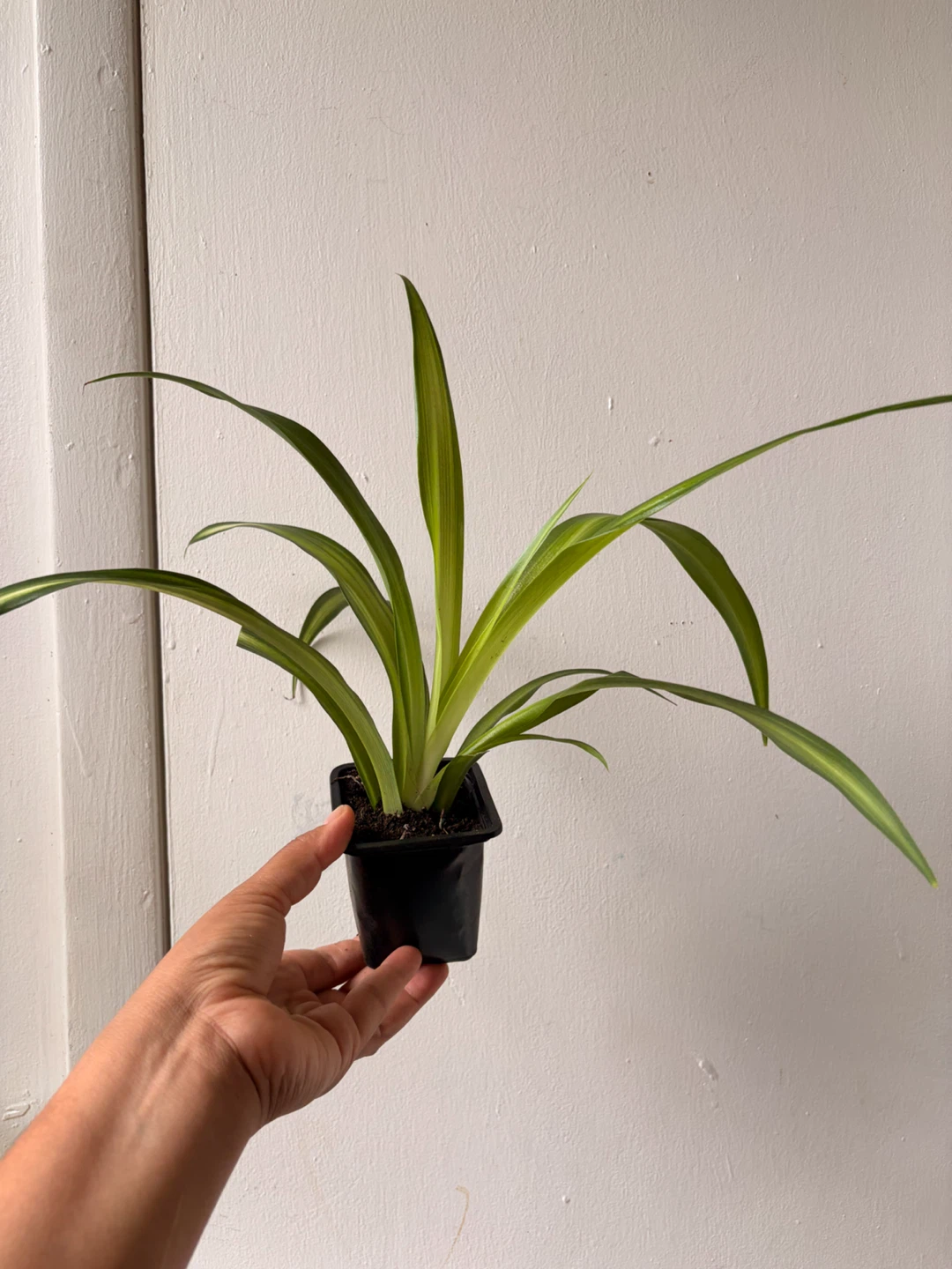 Spider plant