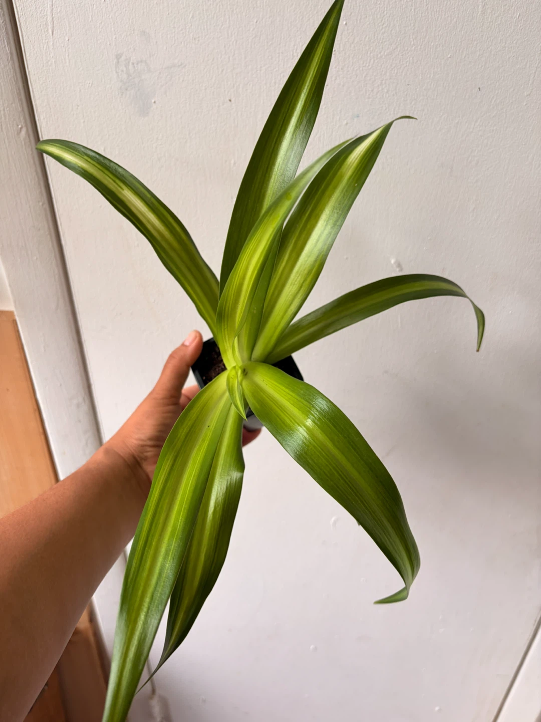 Spider plant - photo 2
