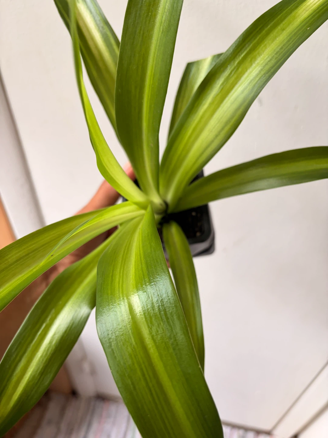 Spider plant - photo 3