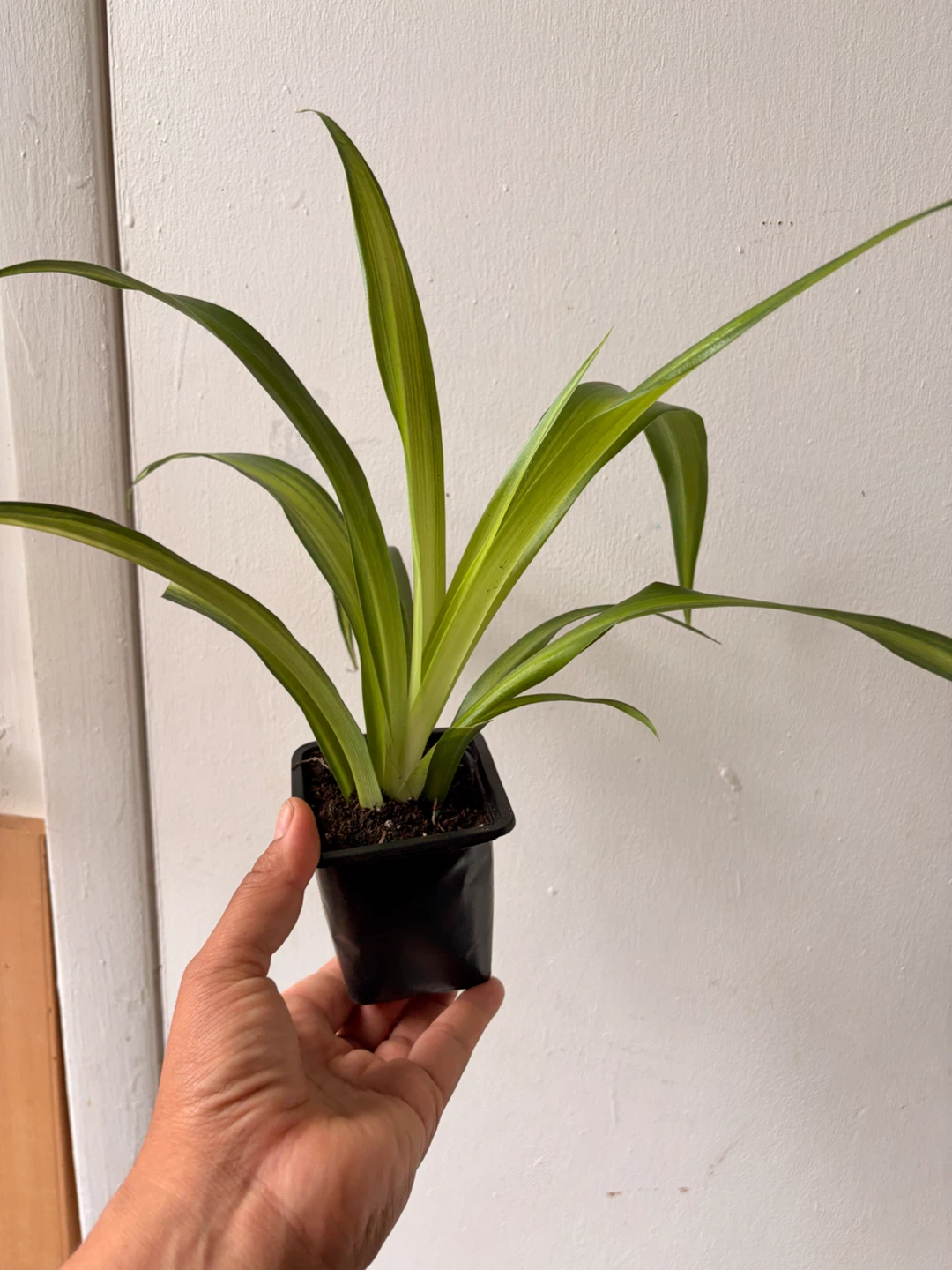 Spider plant - photo 4