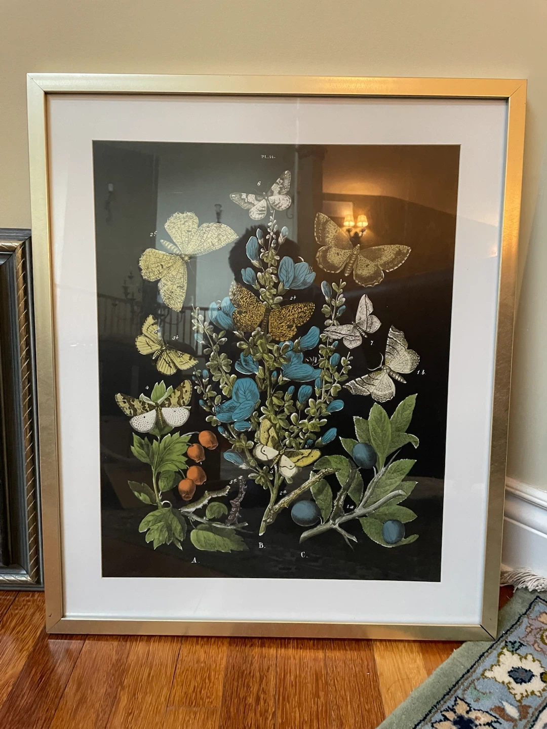 Framed Butterfly and Botanical Print
