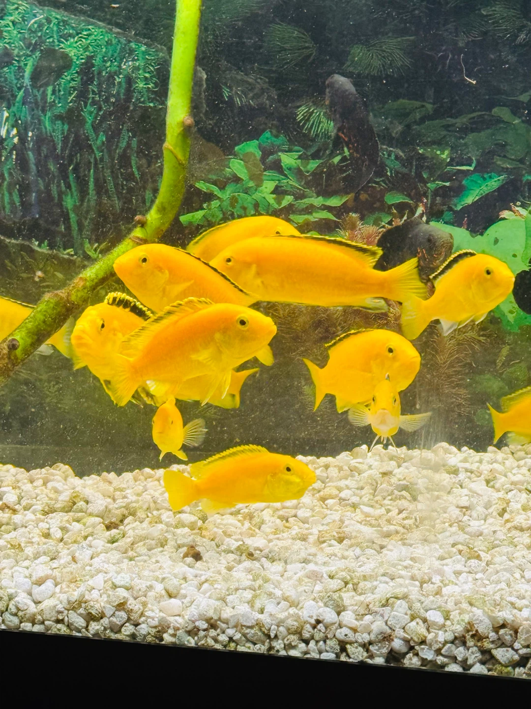 Yellow lab Cichlids