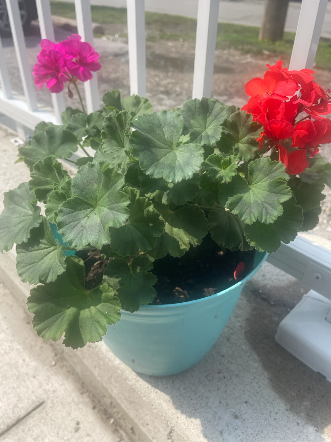 Mixed-Color Geranium Planter 🌺