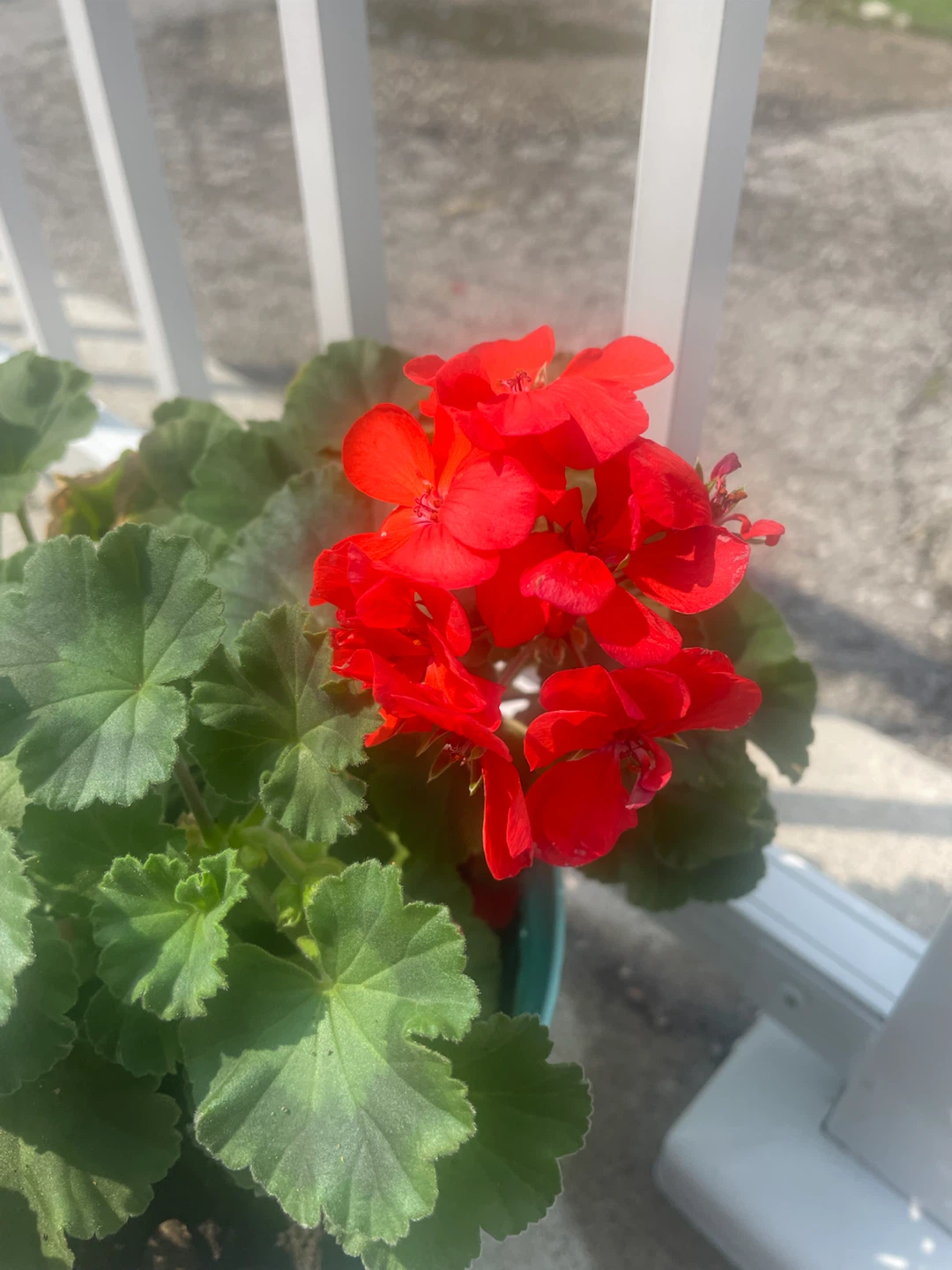 Mixed-Color Geranium Planter 🌺 - photo 2