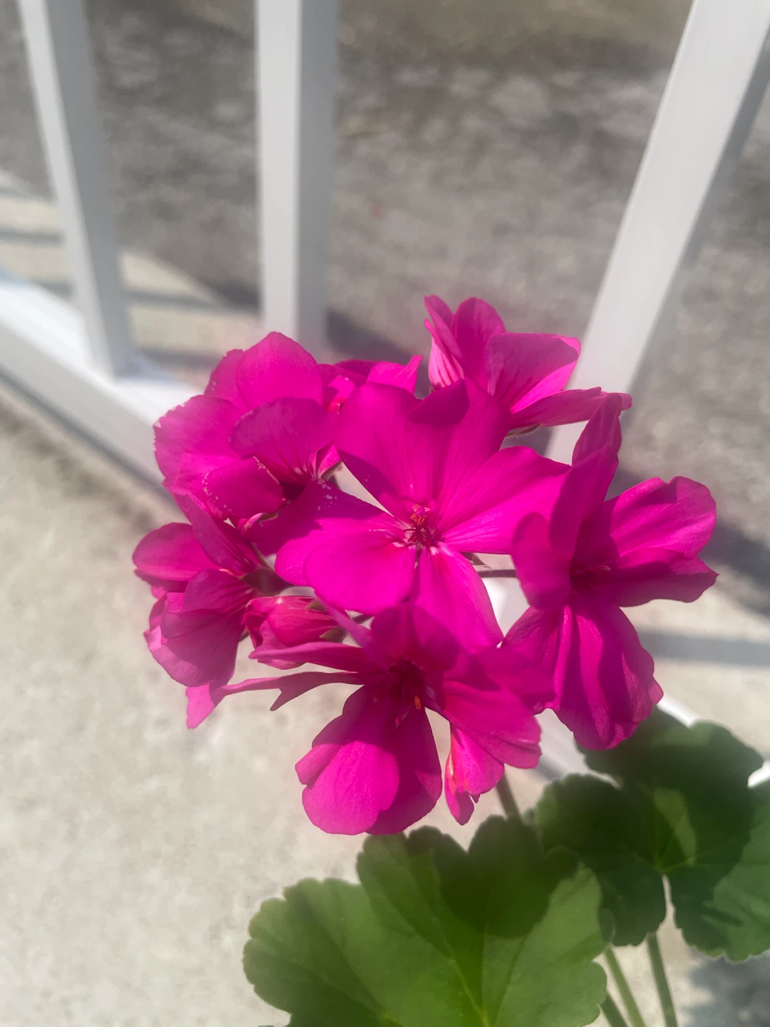Mixed-Color Geranium Planter 🌺 - photo 3