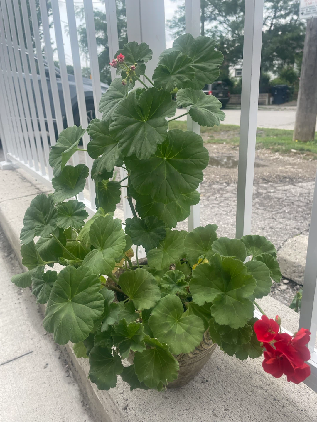 Large Mixed-Color Geranium in Decorative Pot 🌺