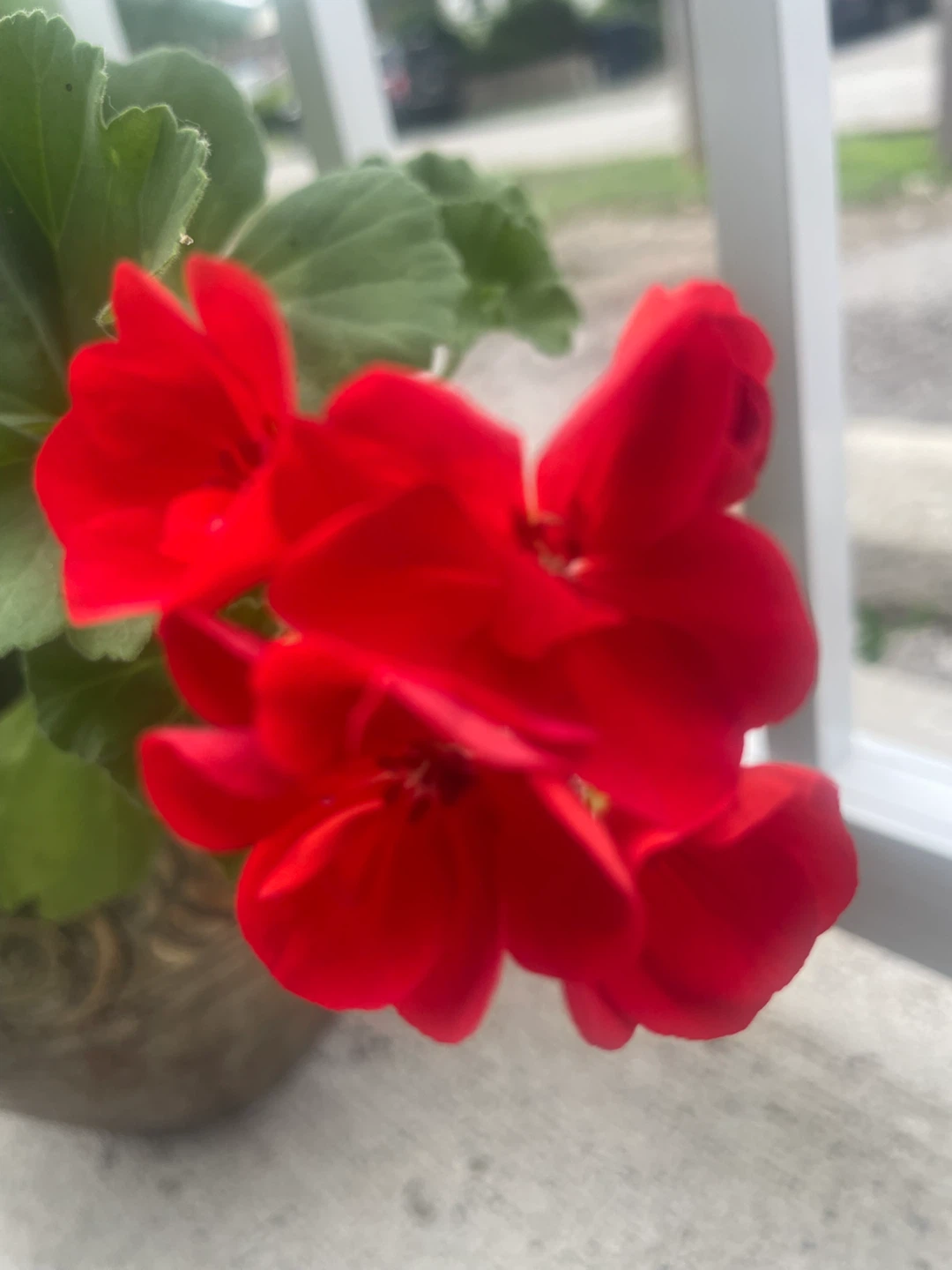 Large Mixed-Color Geranium in Decorative Pot 🌺 - photo 2