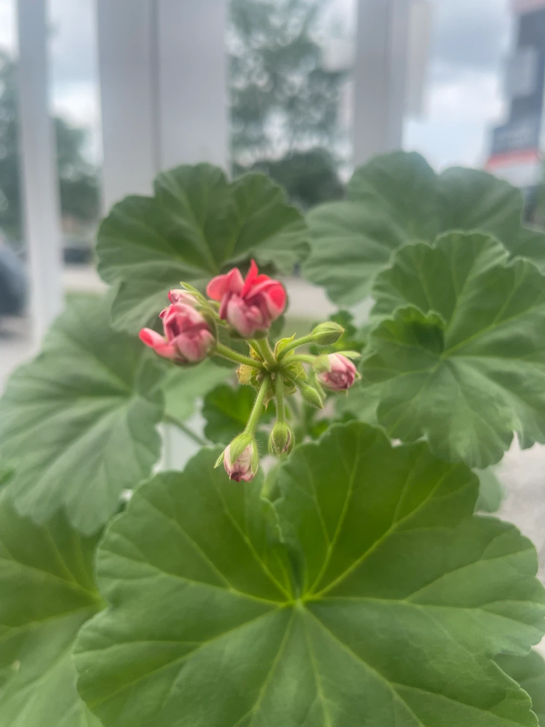 Large Mixed-Color Geranium in Decorative Pot 🌺 - photo 3