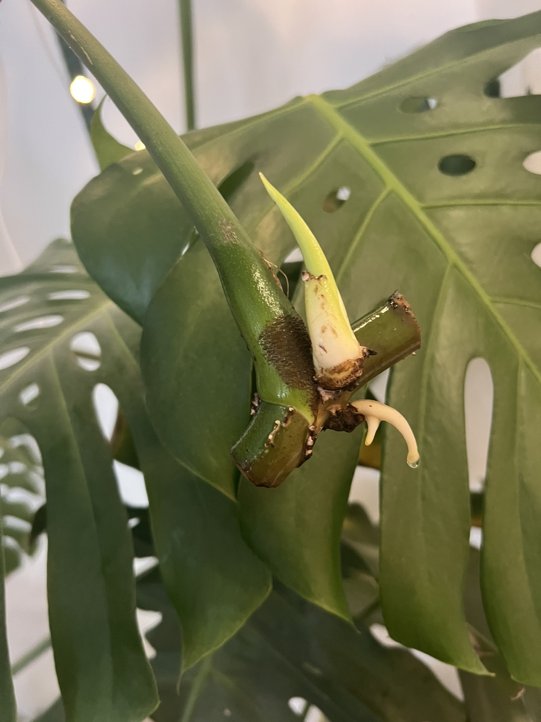 Rooted Monstera deliciosa cutting with a new leaf coming up - photo 3