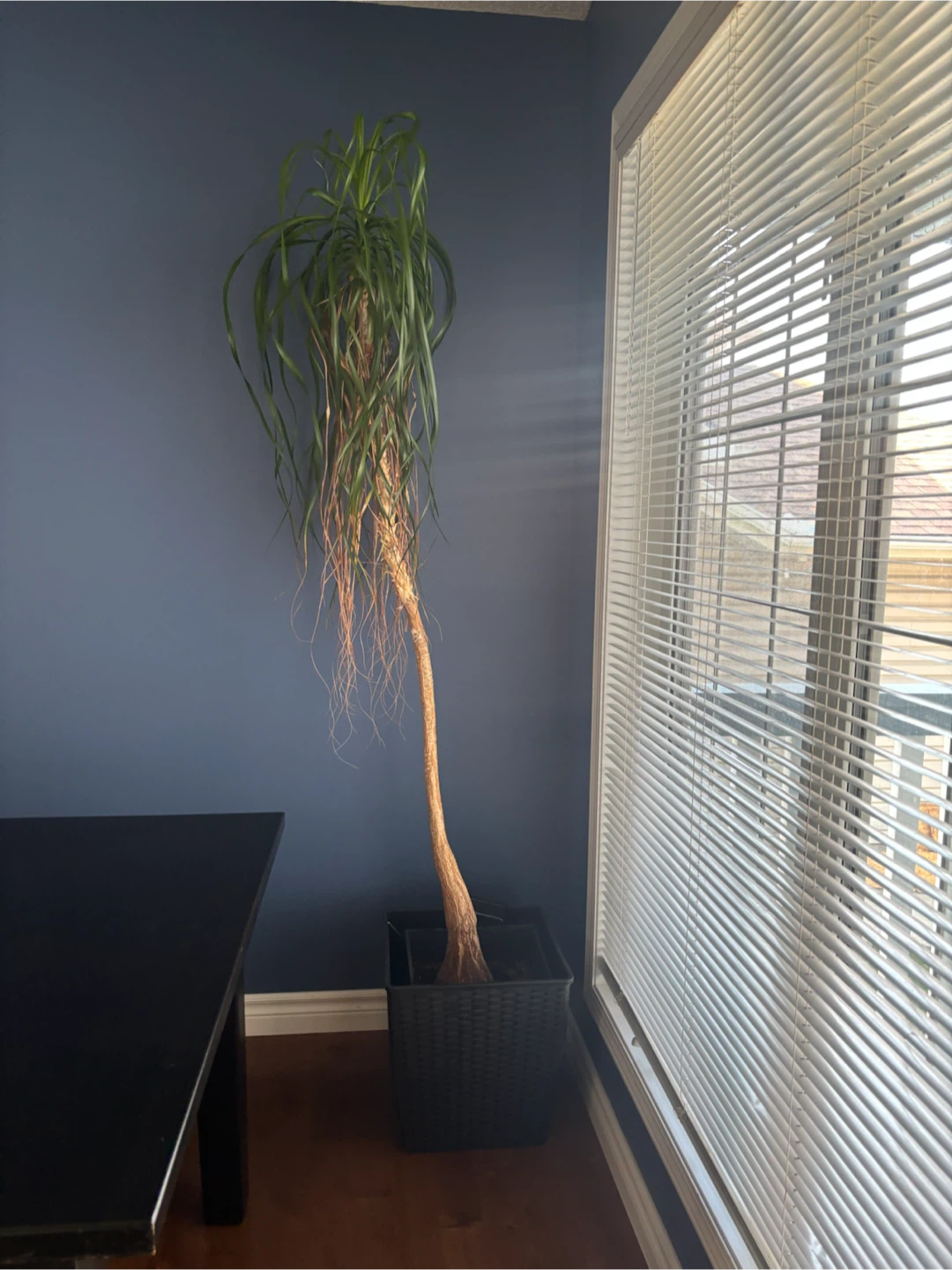 Dracaena/Dragon Tree Plant