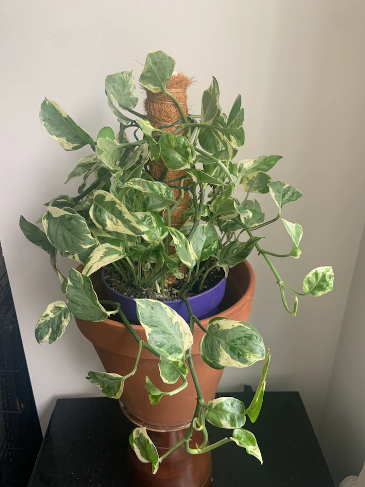 Pearl and Jade pothos with Moss Pole