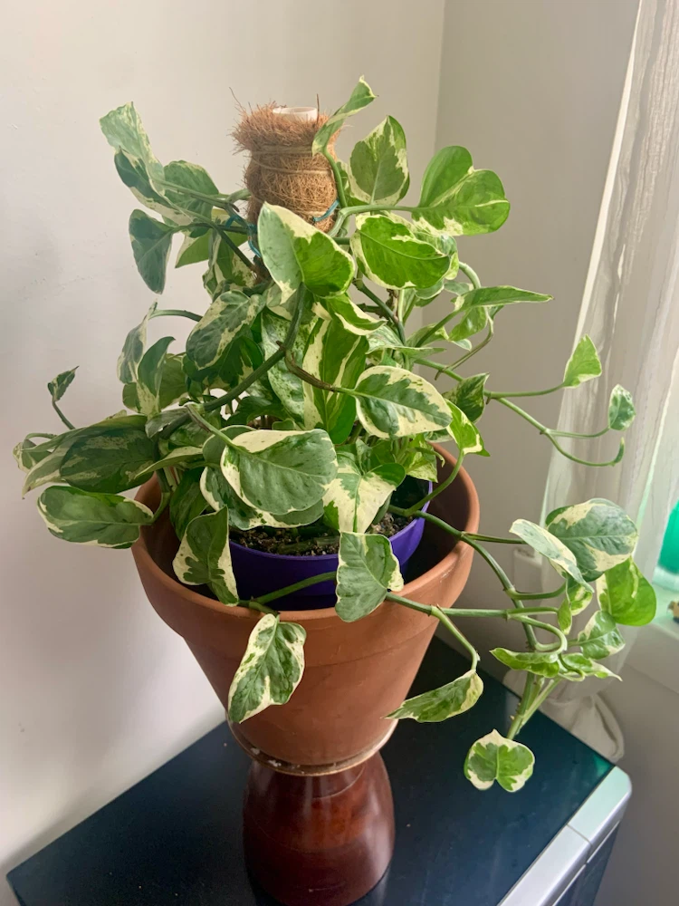 Pearl and Jade pothos with Moss Pole - photo 2
