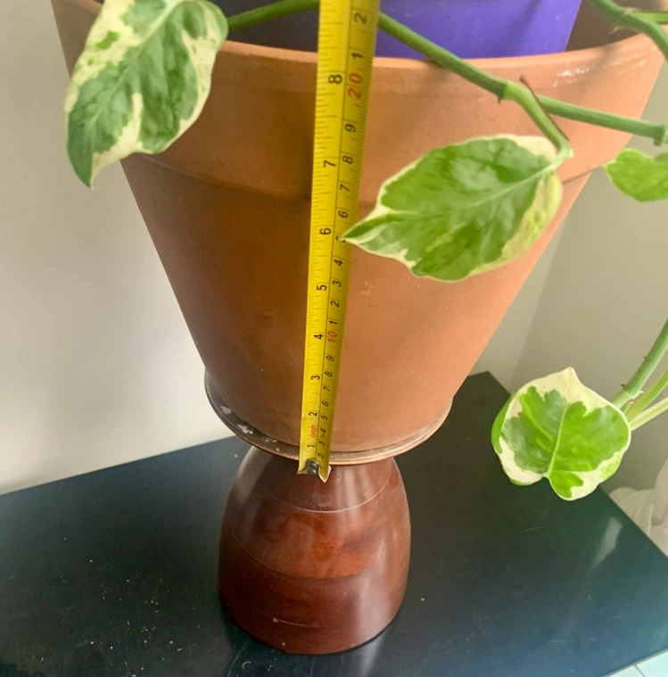 Pearl and Jade pothos with Moss Pole - photo 3