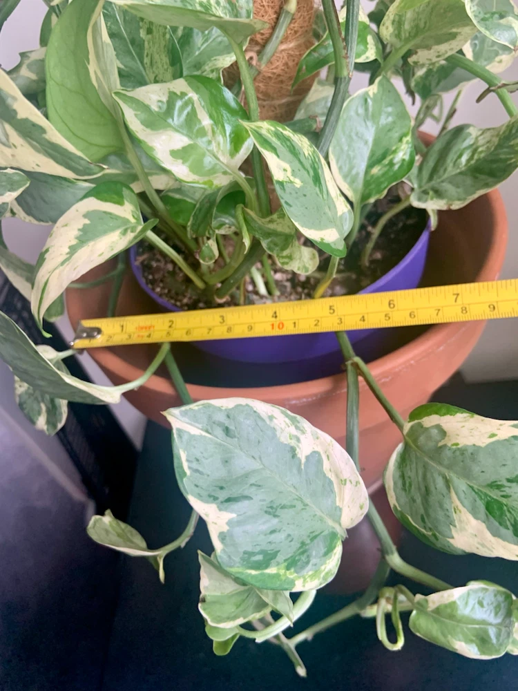 Pearl and Jade pothos with Moss Pole - photo 4