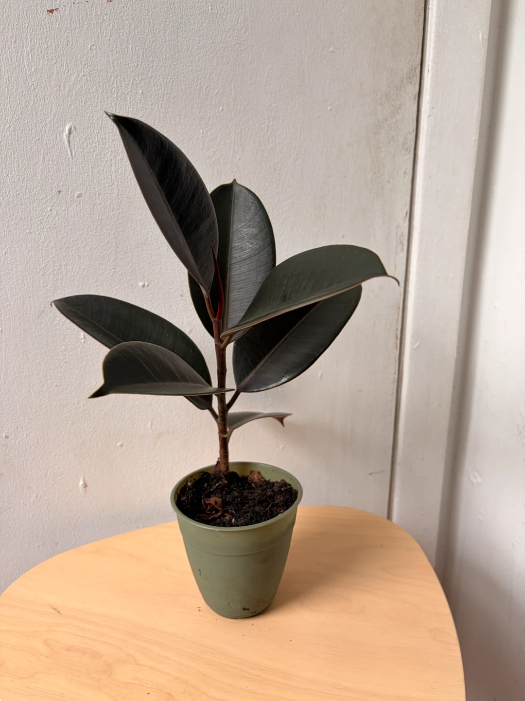 Ficus elastica plant - photo 2