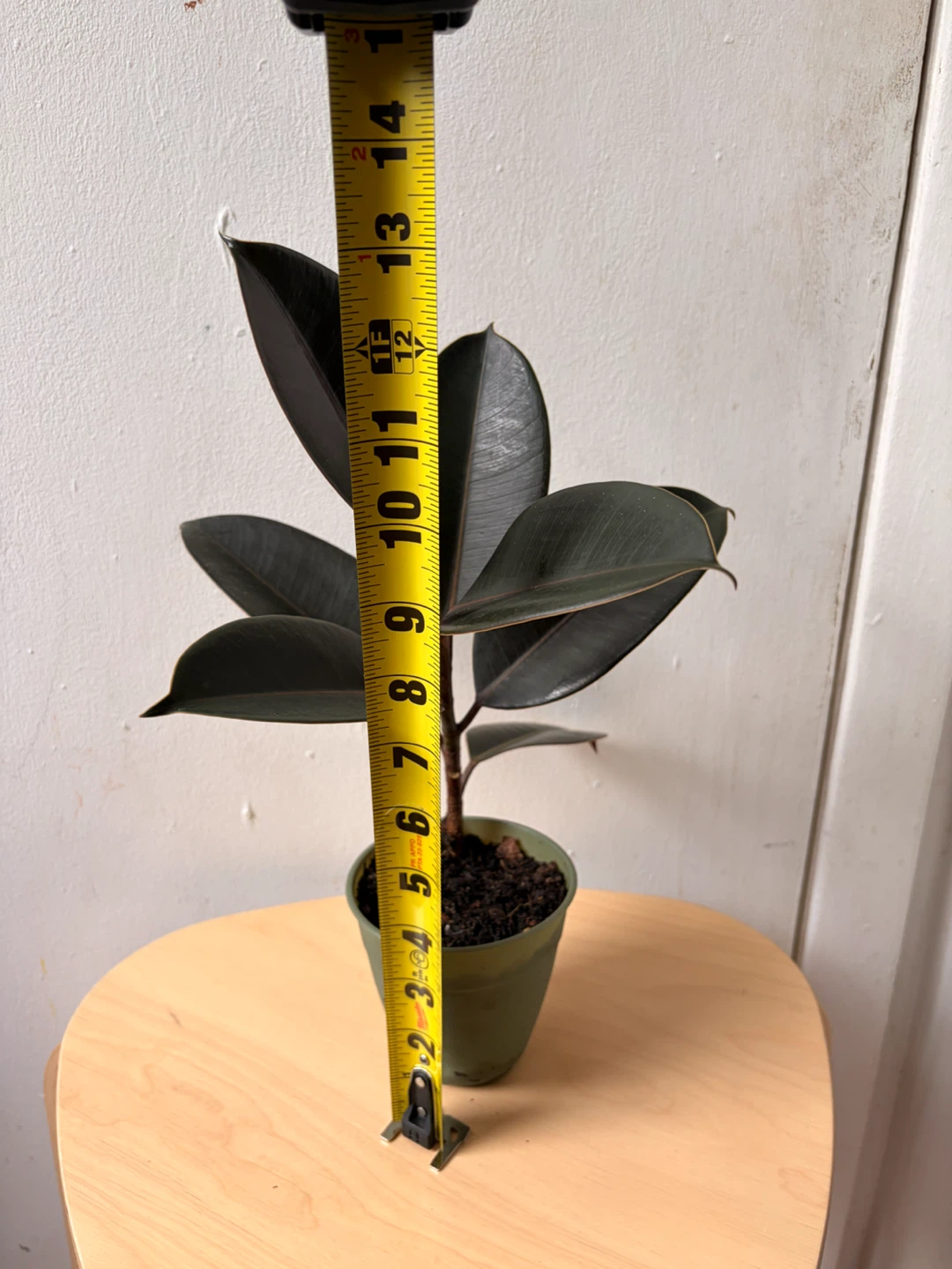 Ficus elastica plant - photo 3