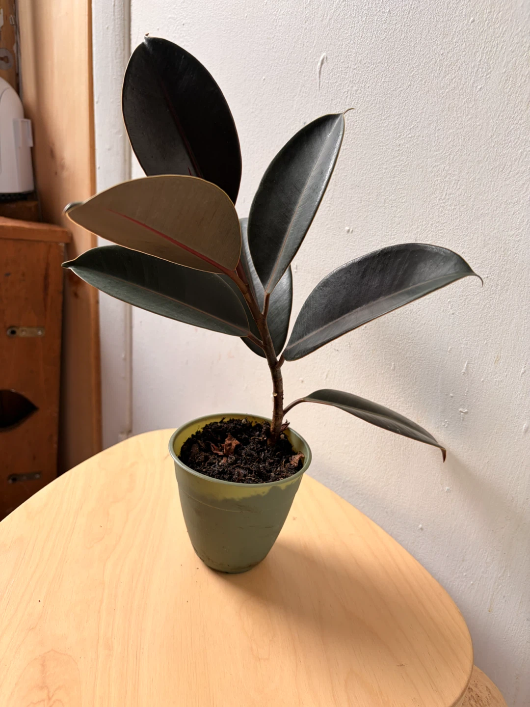 Ficus elastica plant - photo 4