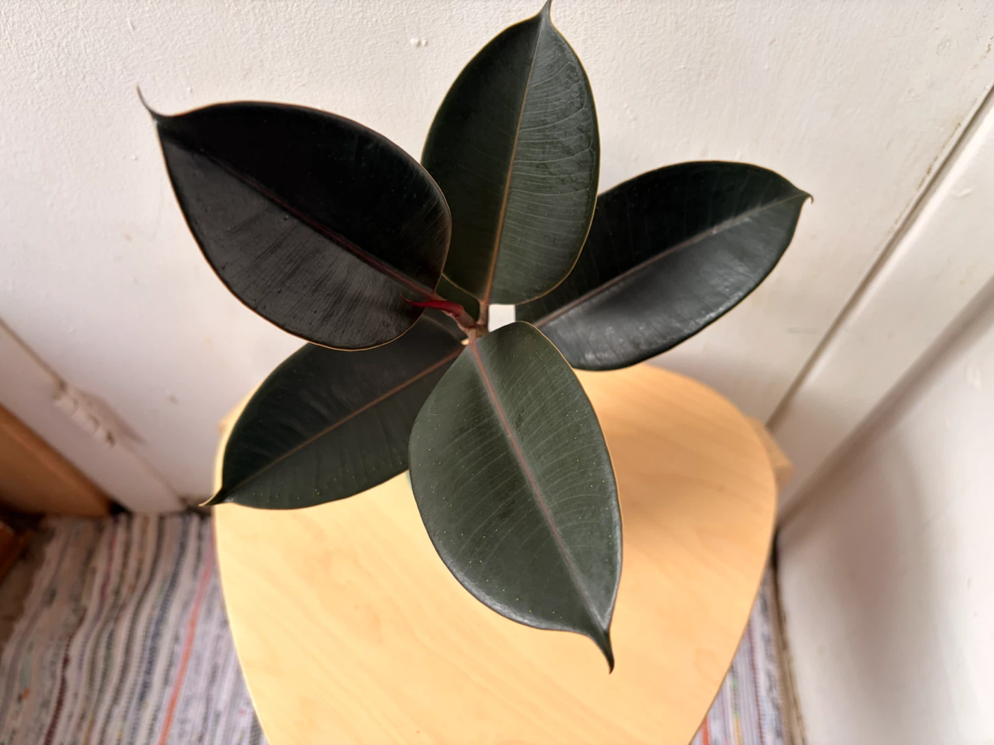 Ficus elastica plant