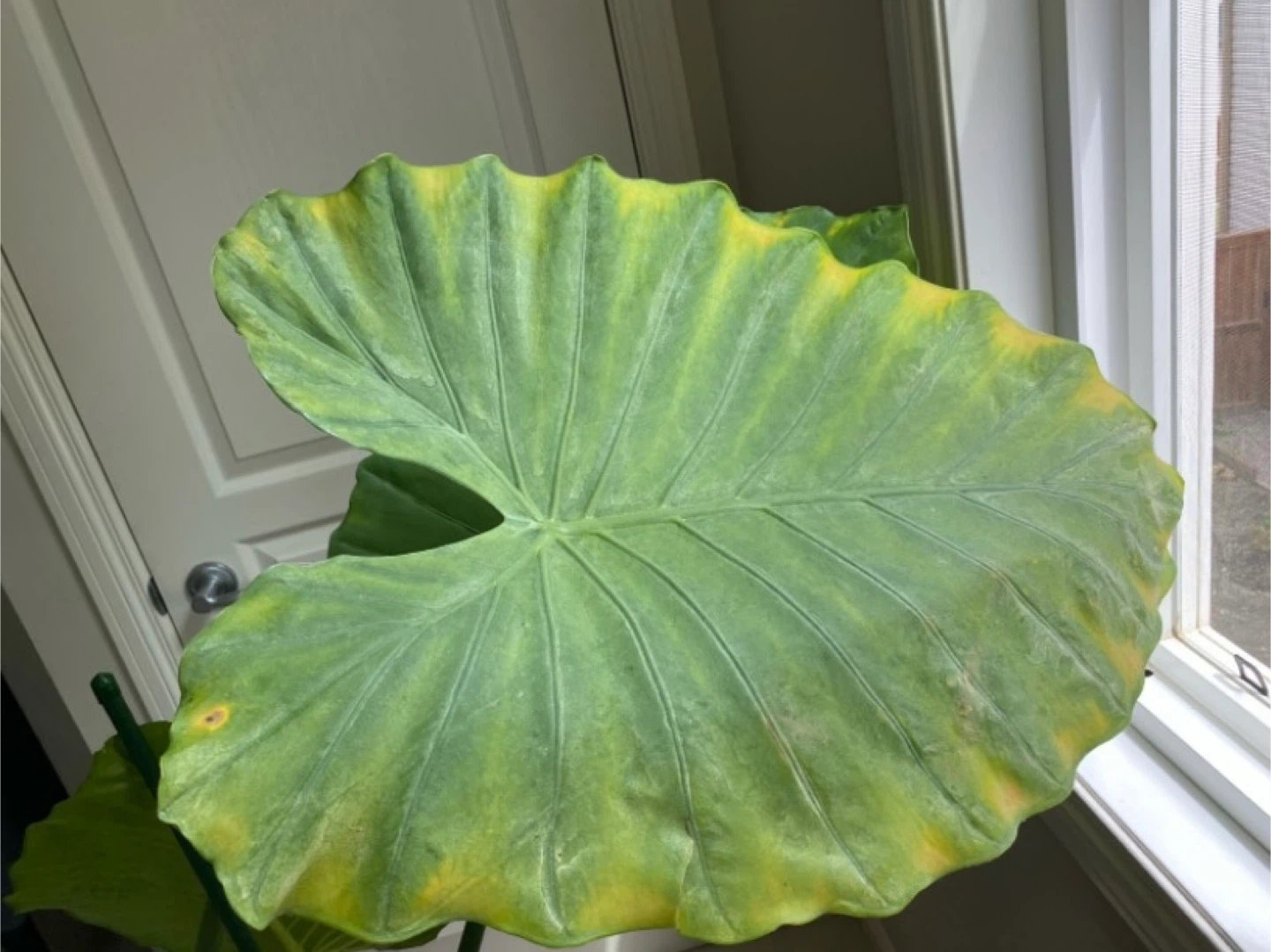 large alocasia plant - photo 3