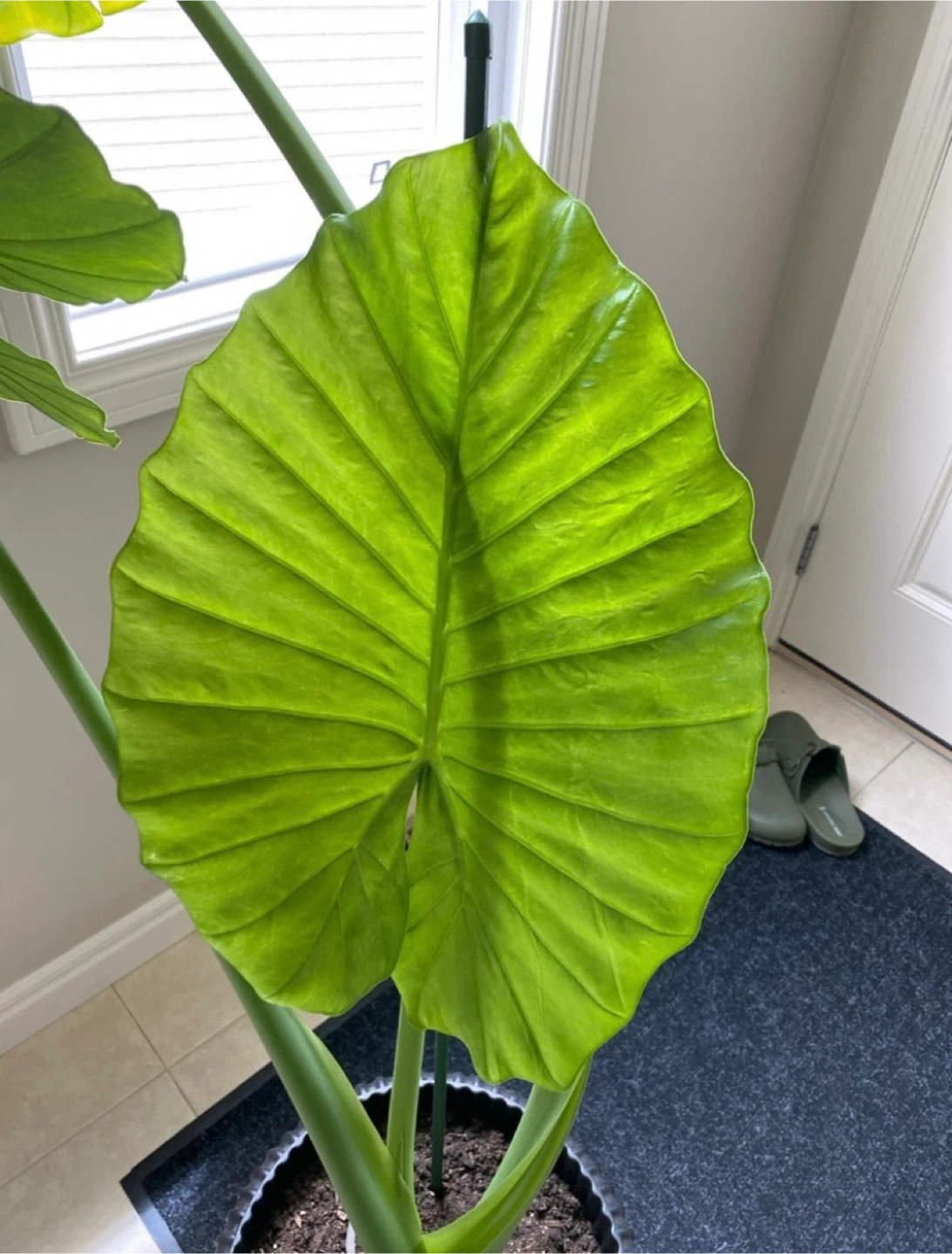 large alocasia plant - photo 4